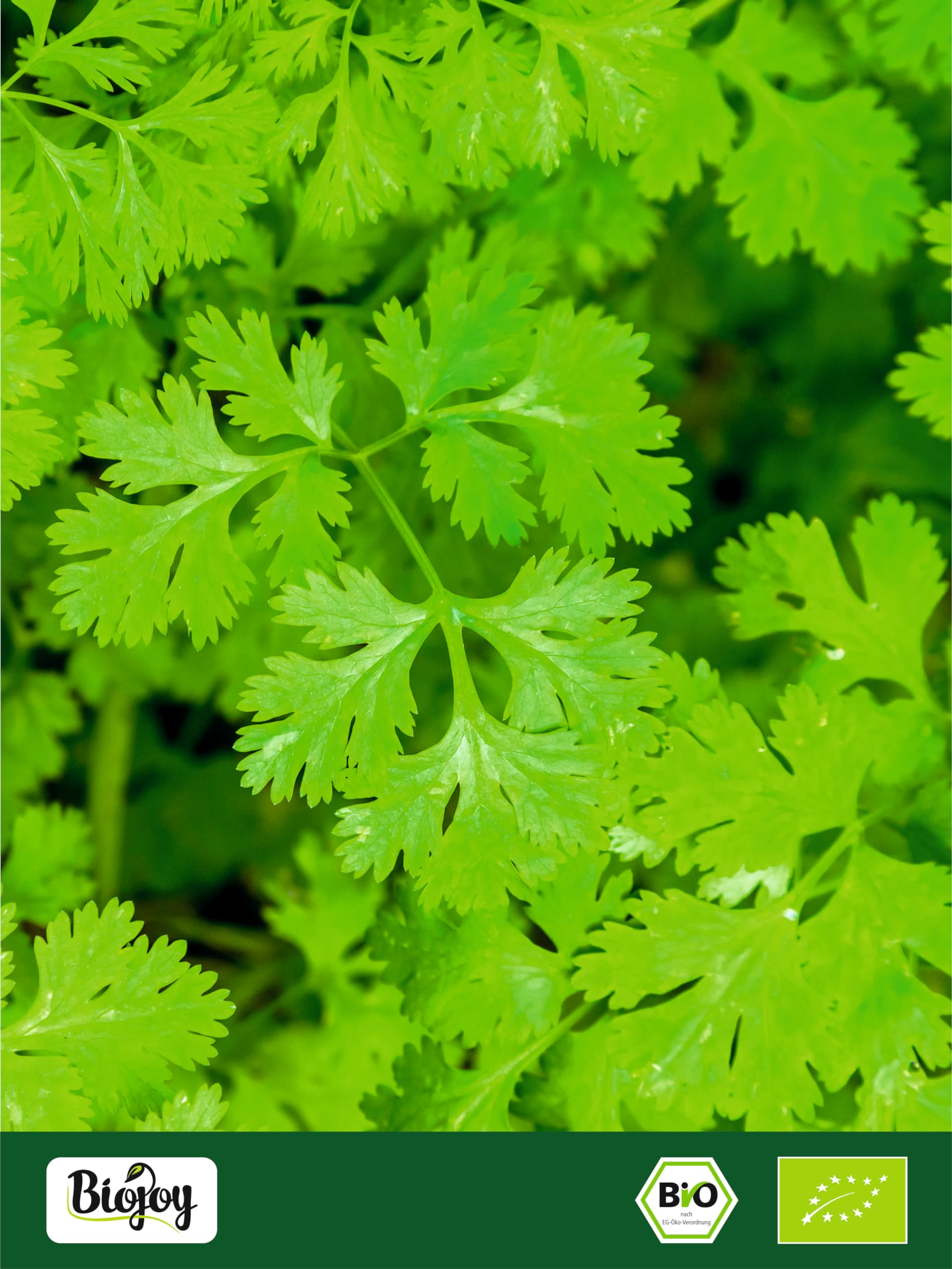 Biojoy Cilantro en polvo Ecologico (1 kg), Cilantro molido, Semillas de Cilantro molidas (Coriandrum sativum)
