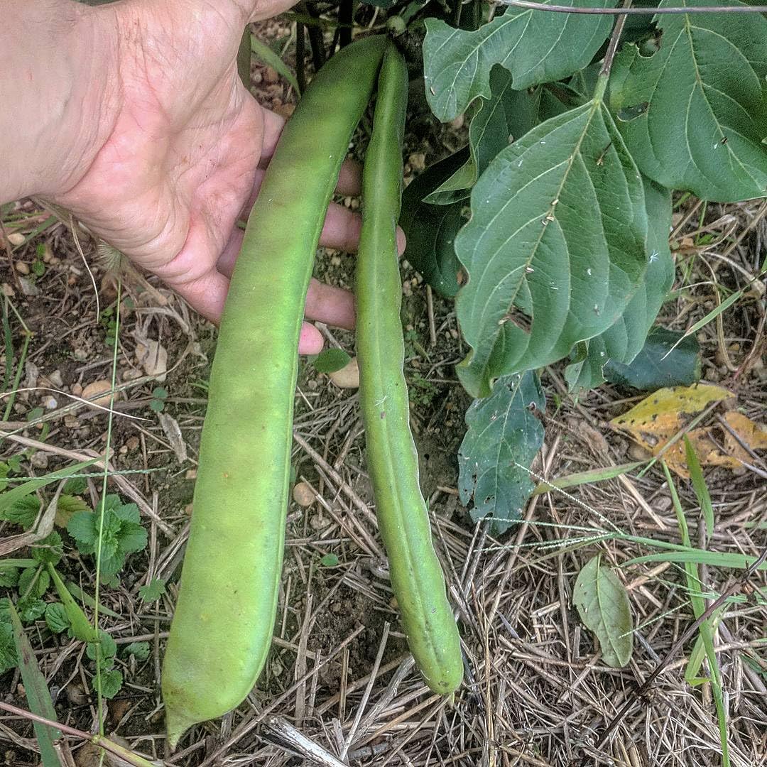 Sword bean seed (19 per packet) 2