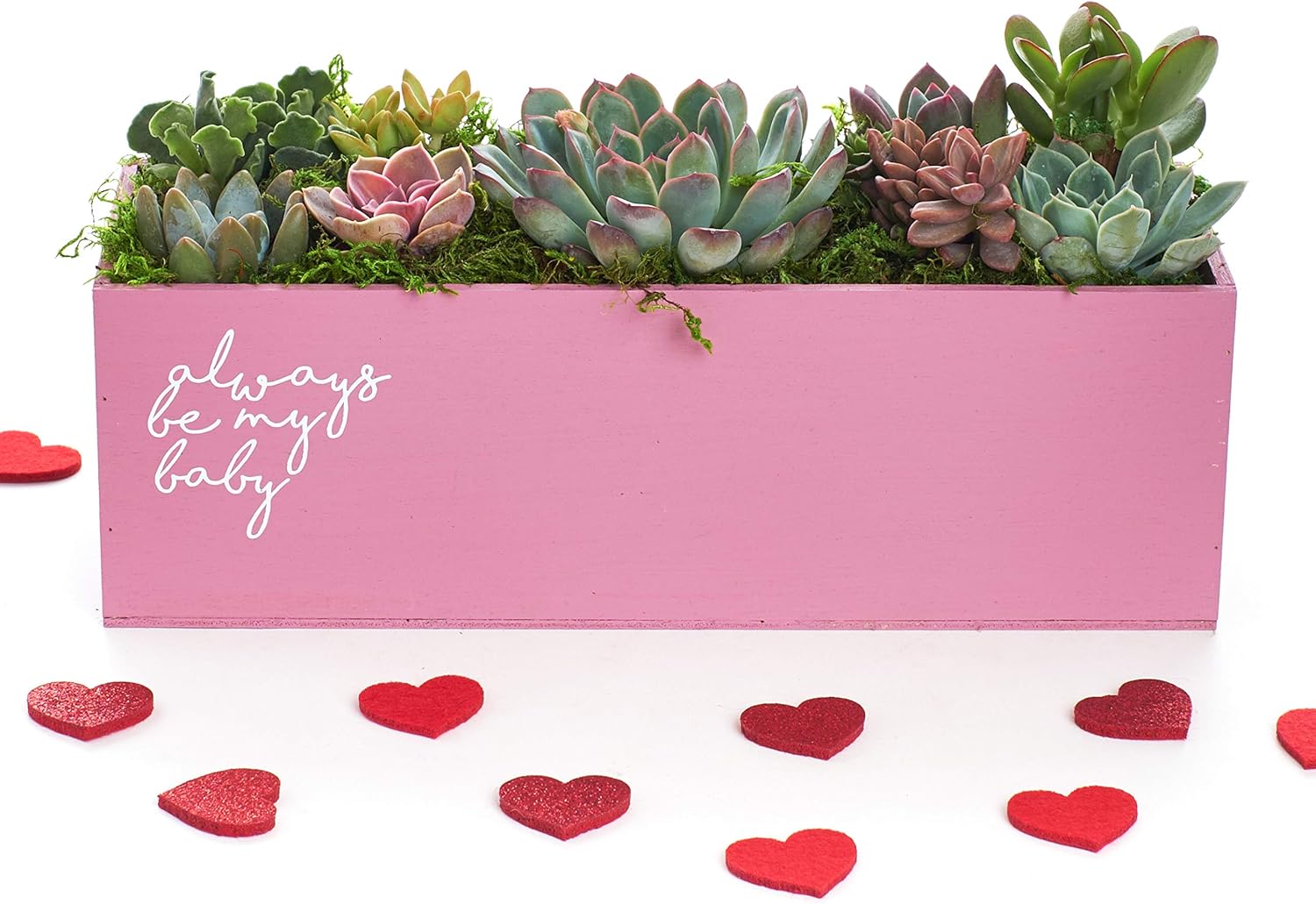 Shop Succulents Valentine's Day 12" Centerpiece (Pink