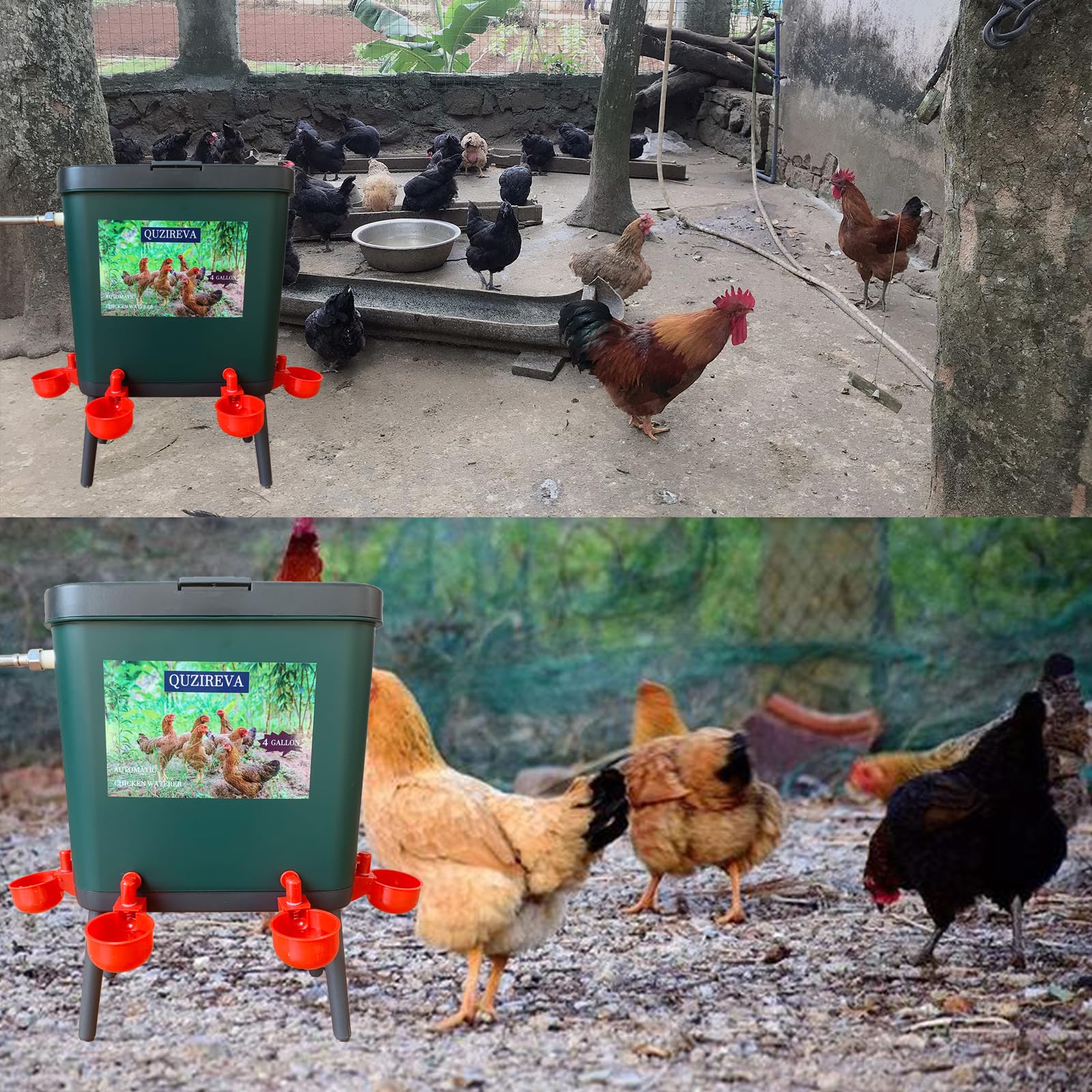 Alimentador automático de agua para aves de corral con flotador, autollenado, 4 galones, dispensador de fuente de agua para pollo, sistema de riego automático de pollo, paloma y pájaro con manguera y