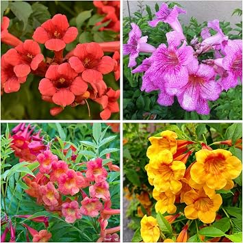 30+ Trumpet Vine Seeds for Planting - Non GMO Exotic Hummingbird Trumpet Vine Seeds