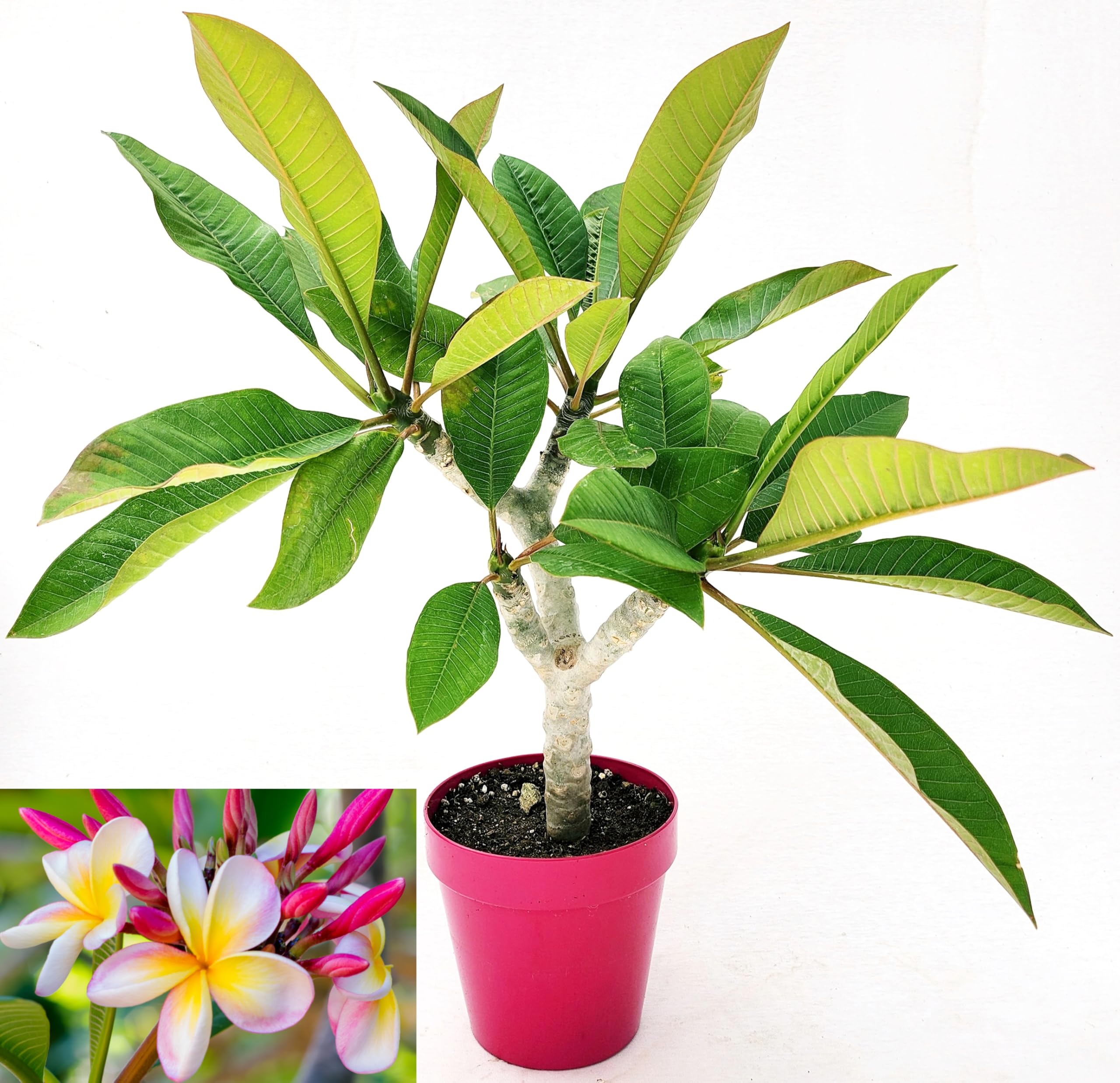 POWERS TO FLOWERS - PLUMERIA FRANGIPANI RAMIFICATA BIANCO/ROSA CON OCCHIO GIALLO, altezza 45cm, vaso 16 cm diametro, pianta vera