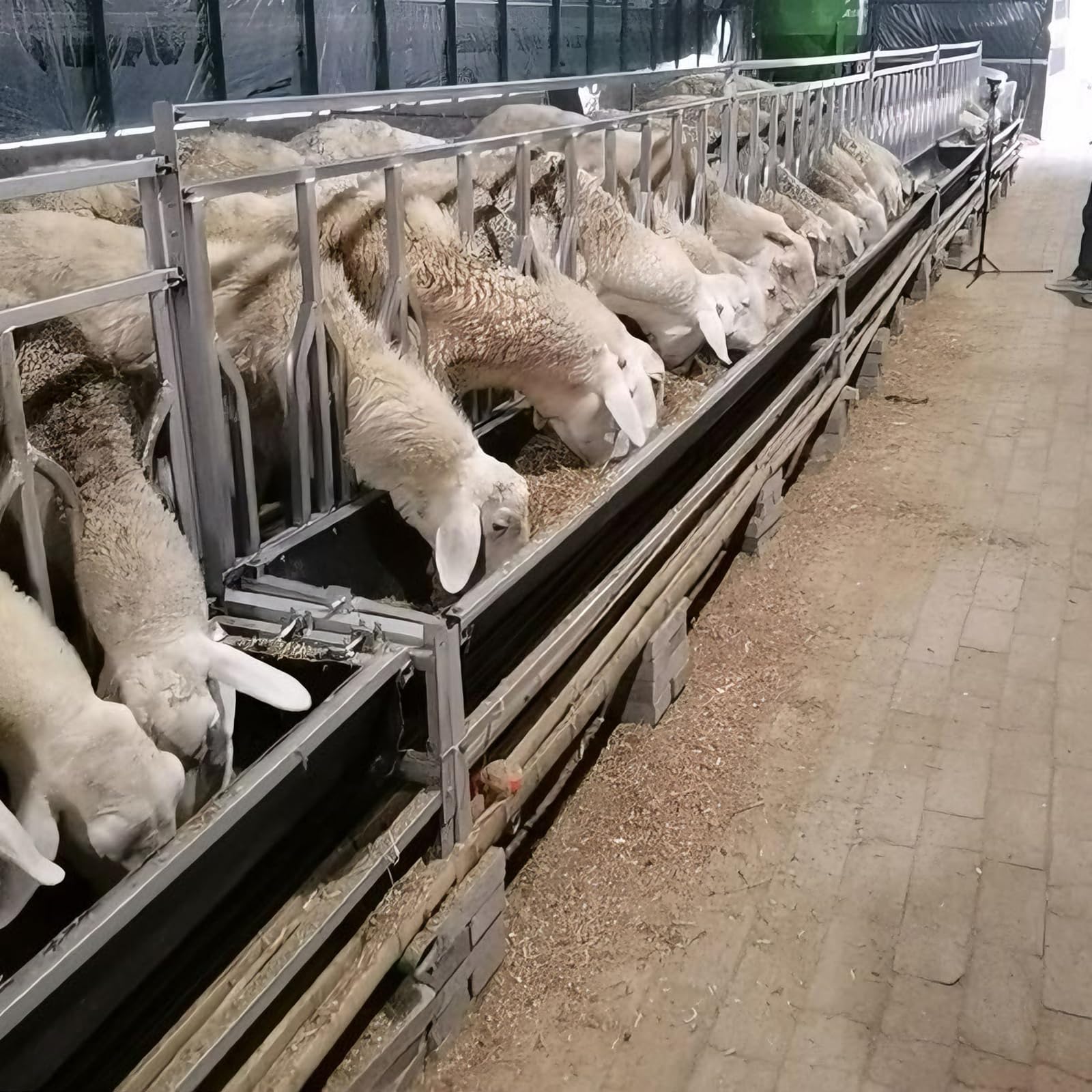 150cm 200cm Mangiatoia per Fieno di Capra Mangiatoia per Foraggio E Granaglie con Barra Anti-Sottrazione, Design Robusto con Vassoio di Alimentazione, per Pecore, E Bestiame,Argento,150cm