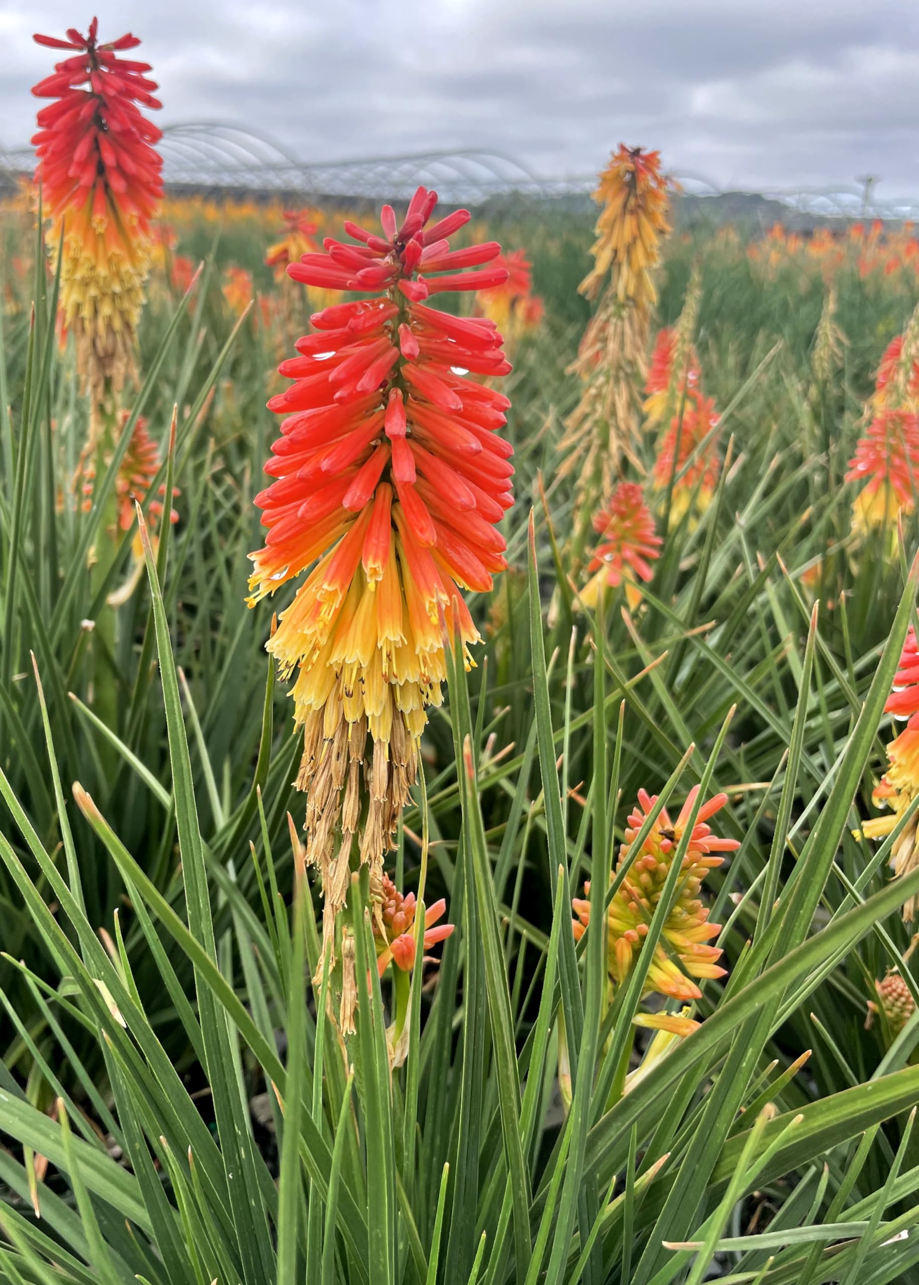Stauden Gänge 5 x Kniphofia 'Papaya Popsicle' Fackellilie winterhart | Fackellilie – winterharte Staude & Dauerblüher für sonnige Beete, mehrjährig, bienenfreundlich, 1 L Topf (11x11 cm)