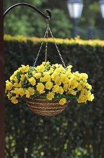 PREMIER SEEDS DIRECT - Pansy Trailing Winter Flowering - Cool Wave - Golden Yellow - 20 Seeds