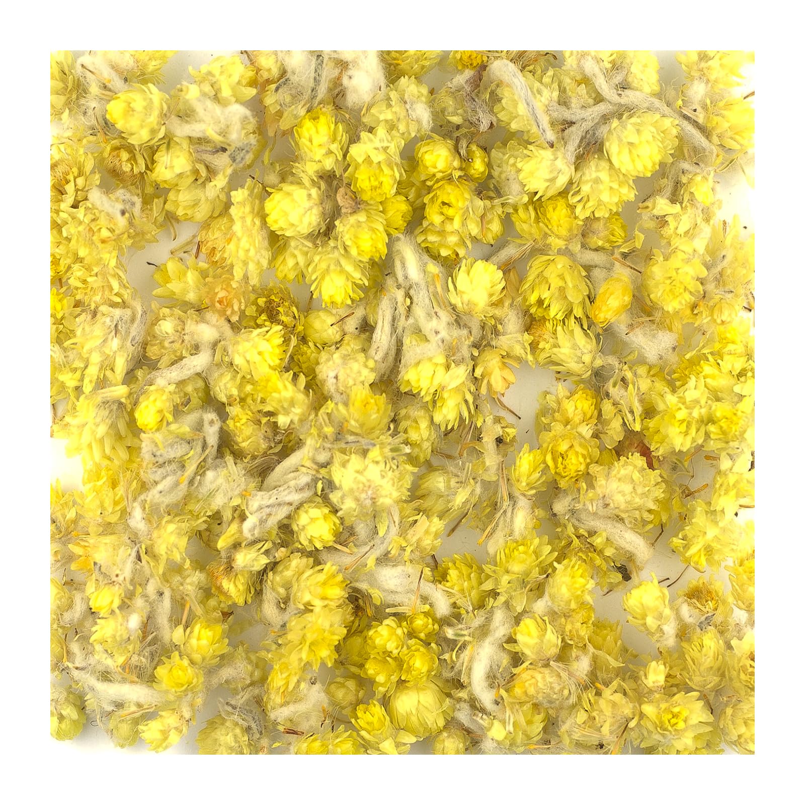 600g Katzenpfötchen-Tee Sand-Strohblume Immortelle Ruhrkraut | Wildsammlung - Galsters Kräuter