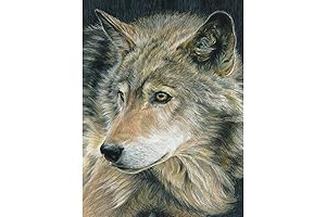 Royal Brush 18-Color Pencil by Number Kit for Curious Minds