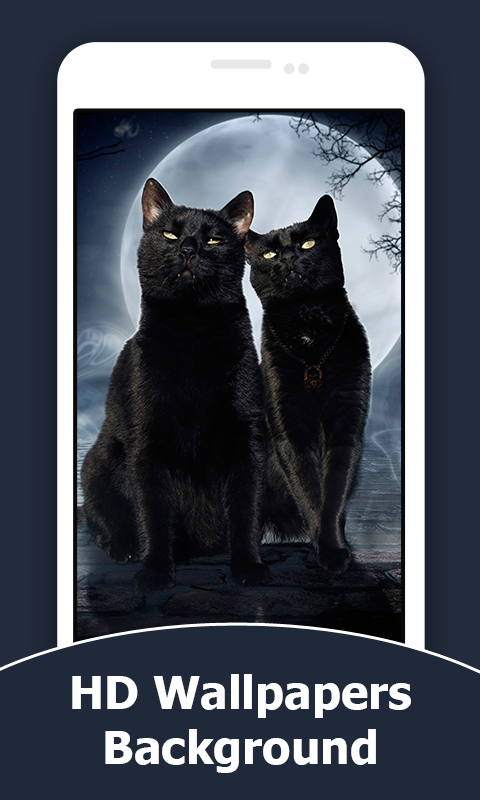 Black Cat Wallpapers And Background - App on Amazon Appstore