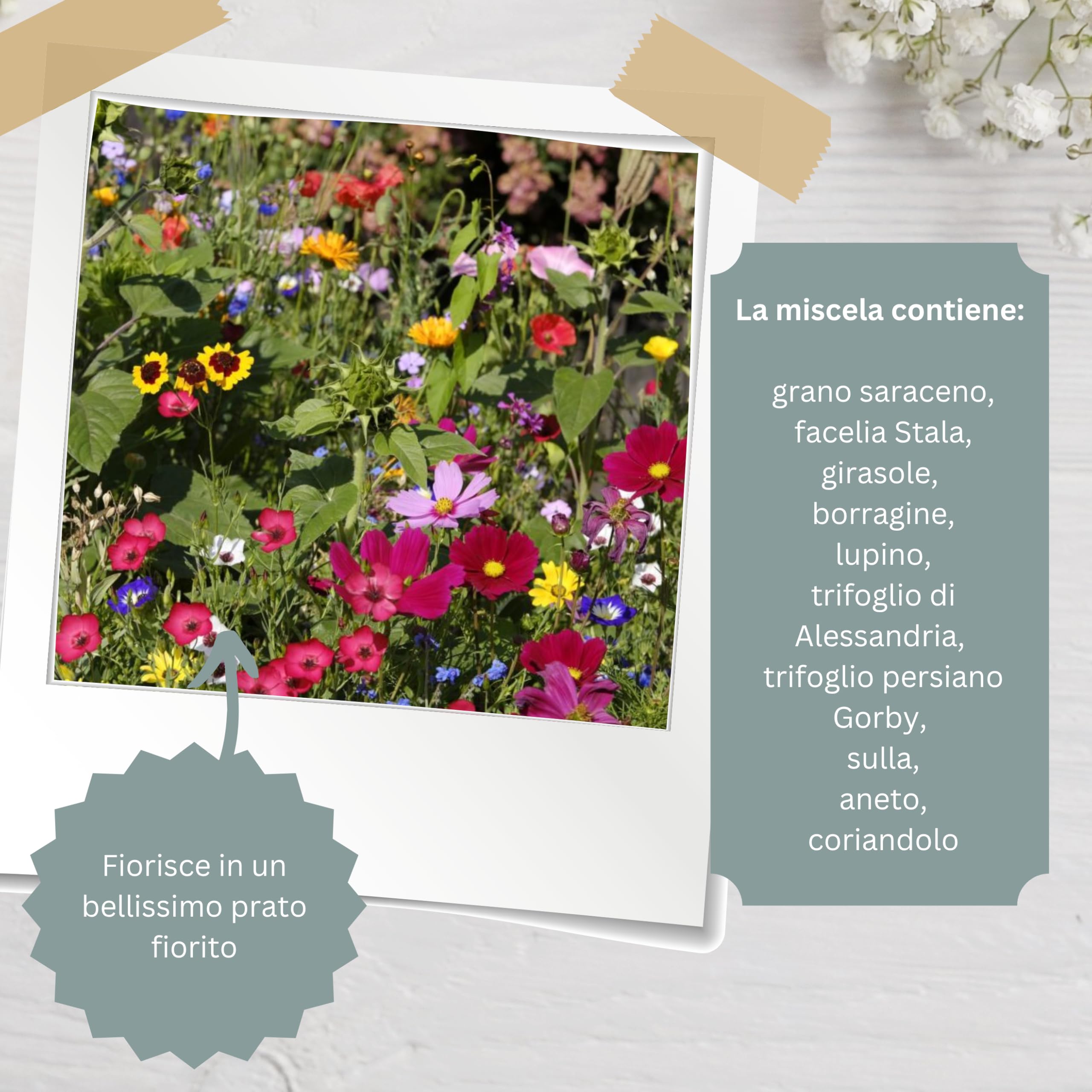 Semi di Fiori "Grazie" | Idee Regalo e Pensierino Originale | Piccolo Regalo per Colleghi, Maestre e Ospiti | Bomboniere Compleanno Bambini | Segnaposto Comunione (20 pezzi - Grazie "Eucalipto")
