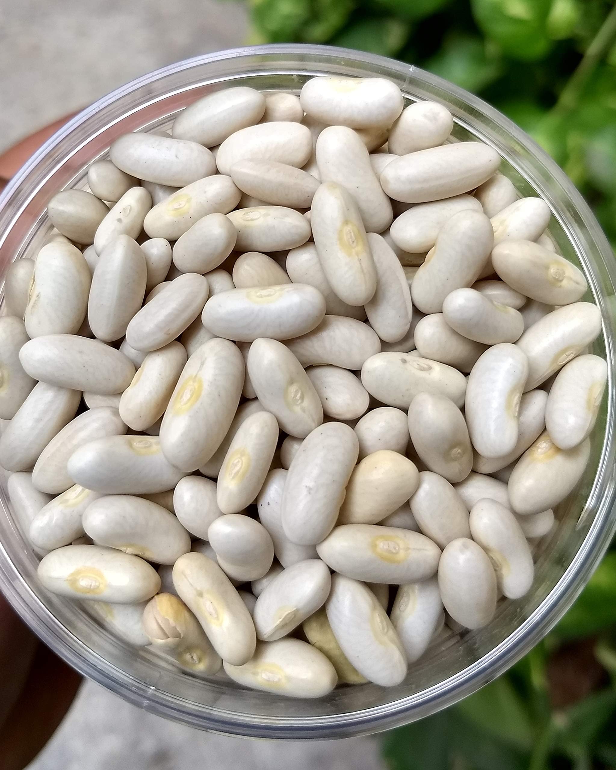JCSSUPER ORGANIC INDIAN WHITE KIDNEY BEANS OR RAJMA OR CANNELLINI 1 POUND WORLDWIDE SHIPPING