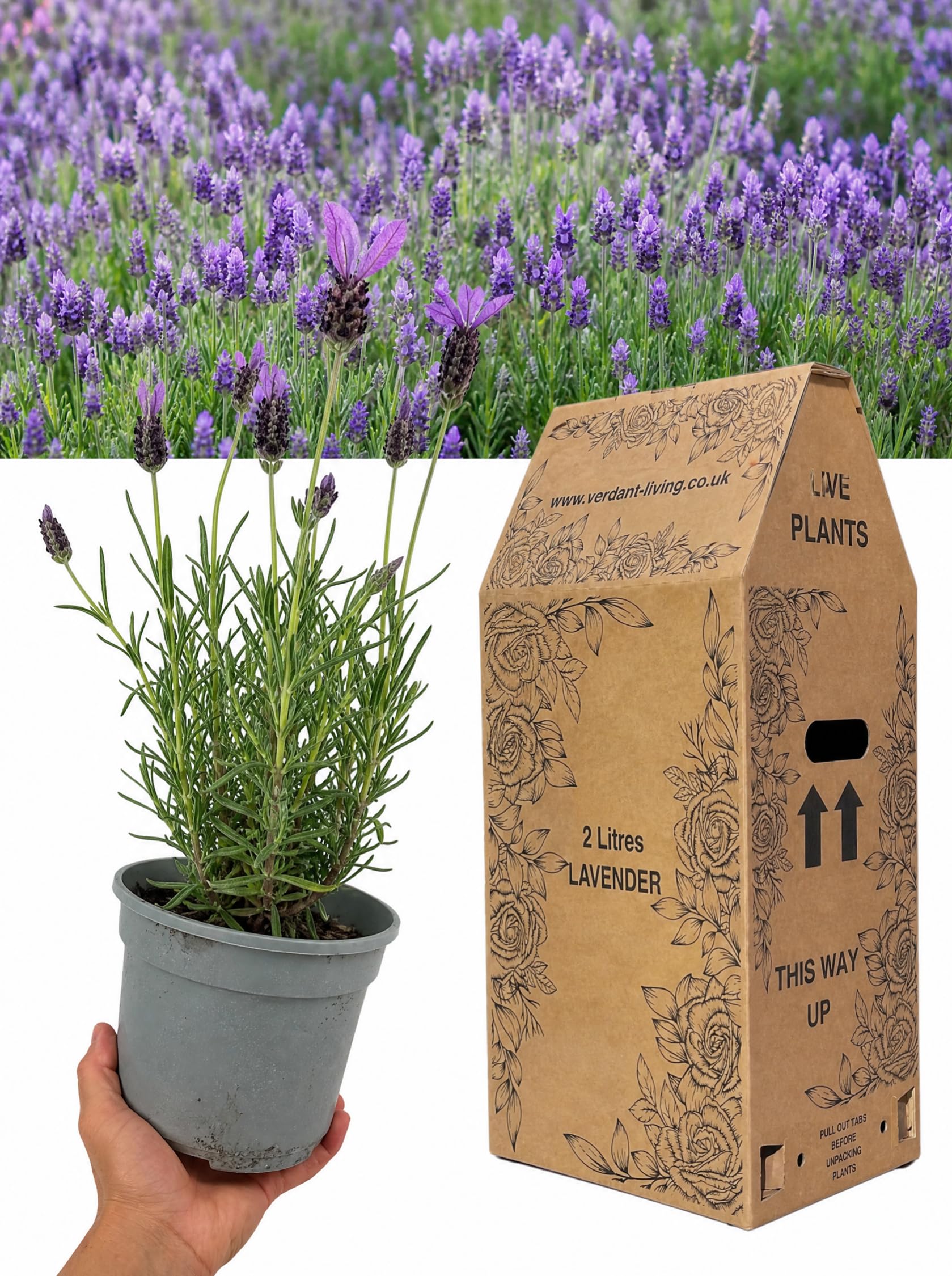 Lavender Hidcote Light Blue Plant in 2Ltr Pot – Fragrant, Hardy Evergreen Perennial, Lavandula Angustifolia for Gardens, Patio, Borders & Pots – Bee Friendly, Scented Lavender Shrub, UK Grown