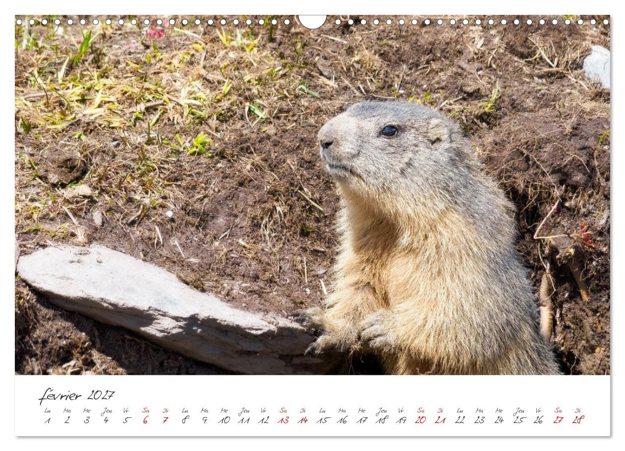 Les Hautes-Alpes sur les chemins des marmottes (Calendrier mural 2027 DIN A3 vertical), CALVENDO calendrier mensuel: A la découverte des chemins des Heutes-Alpes