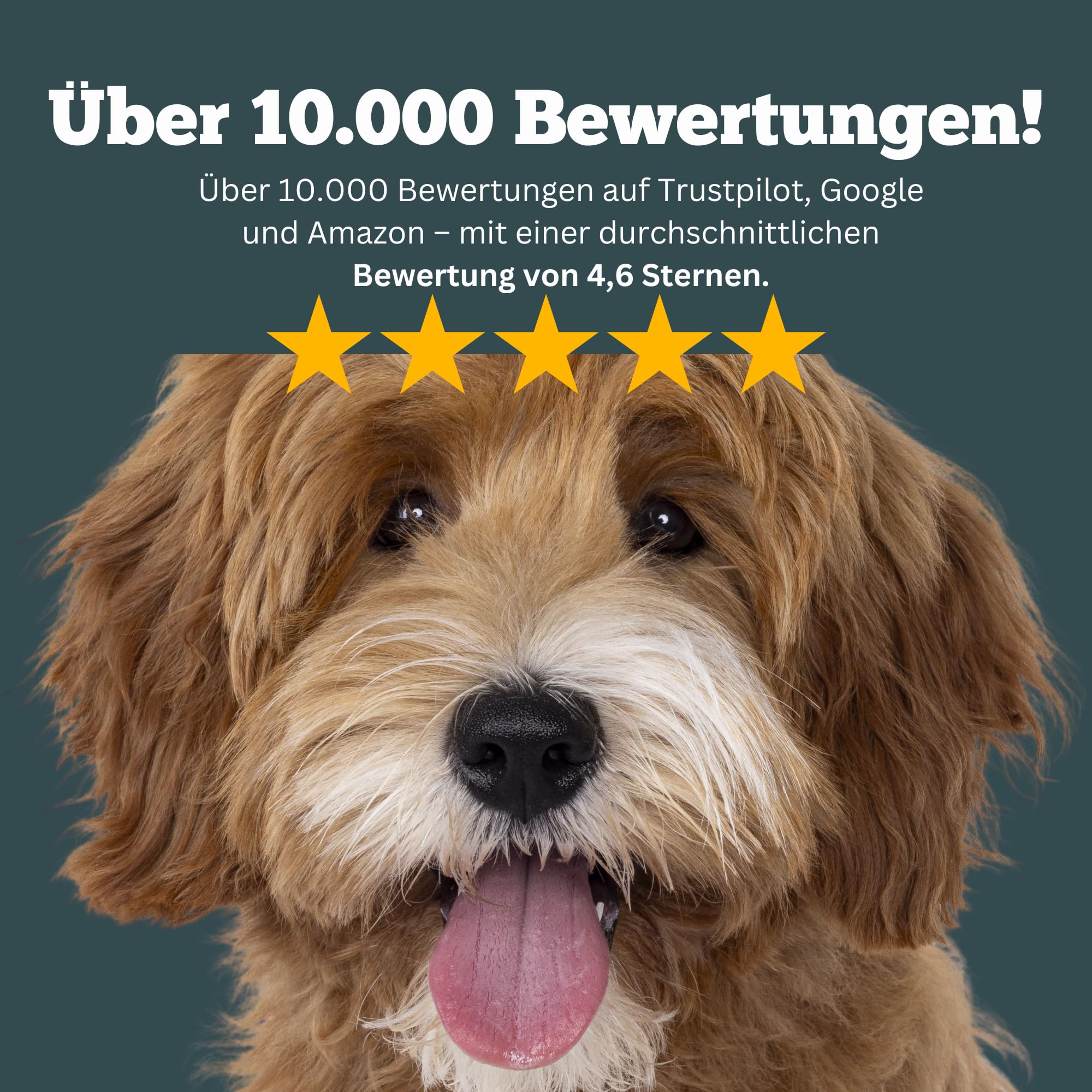 Obesitas Stop Dog - Suplement diety dla osób z nadwagą i odchudzaniem - 90 tabletek po 1000 mg