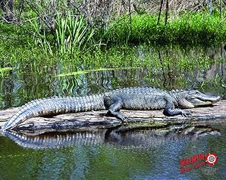 Duramesh Archery Target Alligator 25 in. x 32 in.