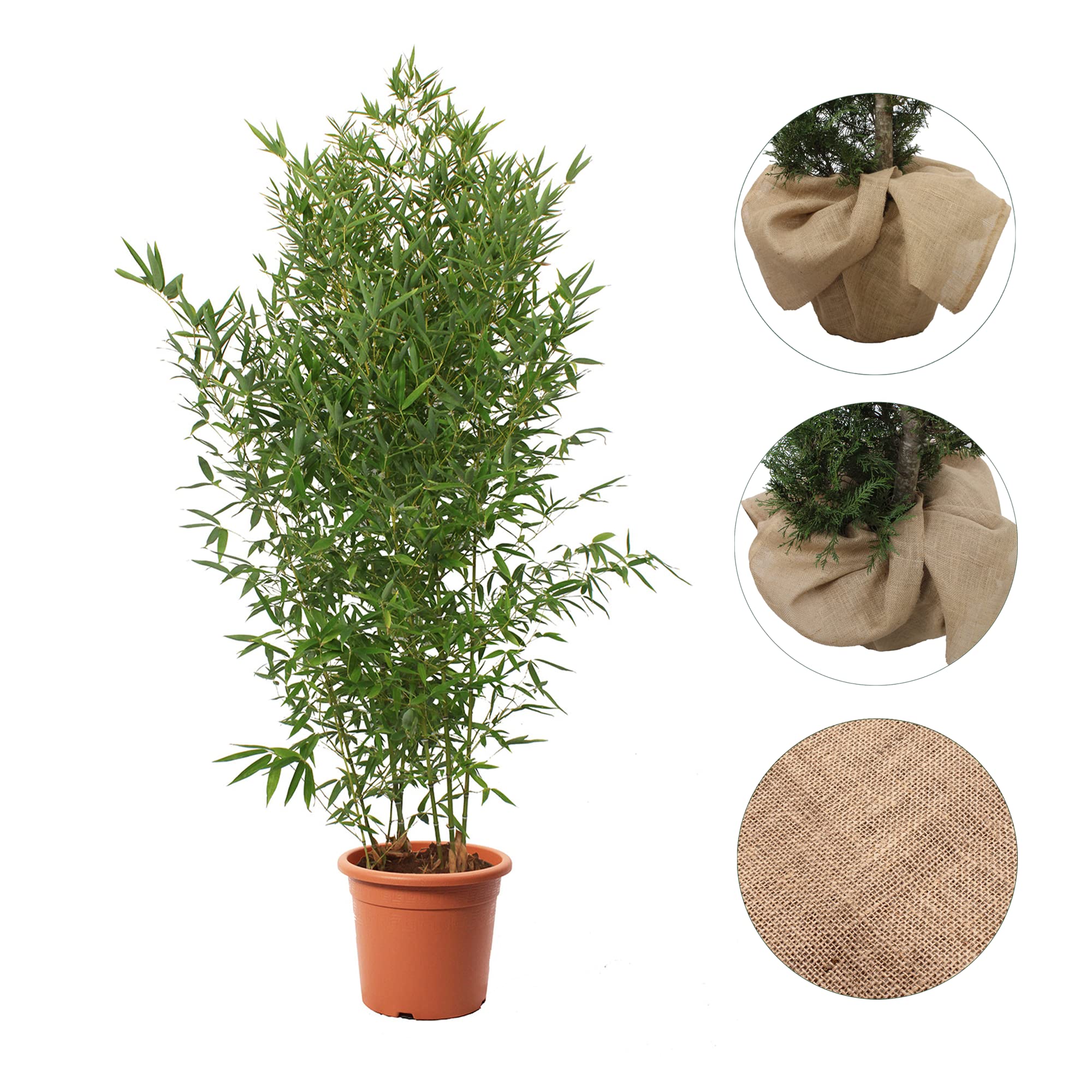 KENTIS - Bambusa Aurea con Decorazione Vaso in Juta - Bamboo Pianta Vera da Esterno - Bambù Piante per Giardino - H 170-200 cm Vaso Ø 24 cm