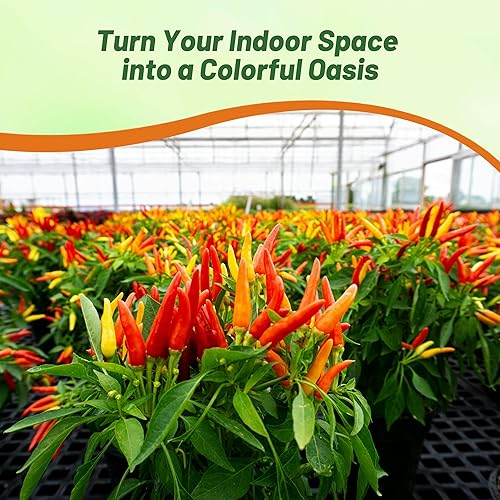 Miniatura 6 de Outsidepride Capsicum Medusa - Planta ornamental de pimiento navideño para interiores o exteriores, 30 semillas