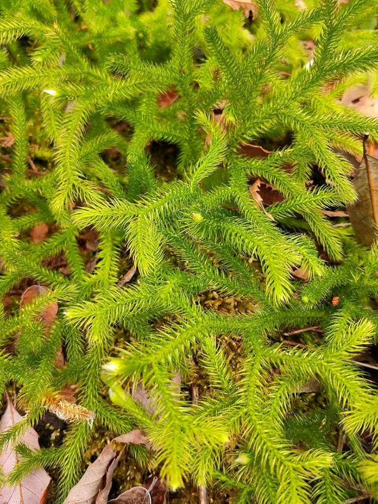 ヒカゲノカズラ　ご予約ページになります。 Amazon.co.jp: ヒカゲノカズラ シダ植物 苔 メダカ 金魚 産卵床