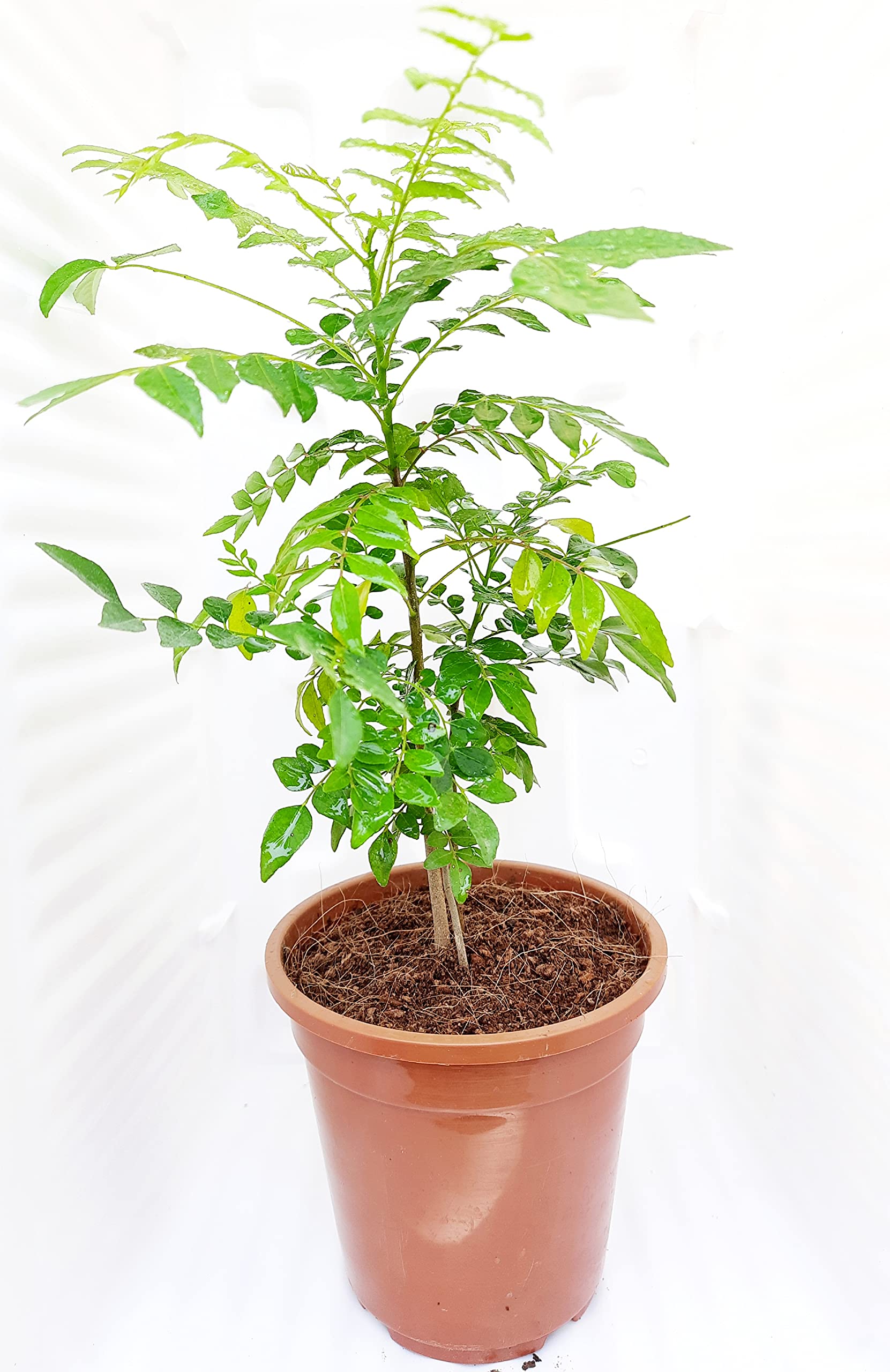 Vatikalive Curry Leaves, Kadi Patta, Murraya koenigii, Meetha Neem - plant with pot (B092YWLBJ5) Amazon Price History, Amazon Price Tracker