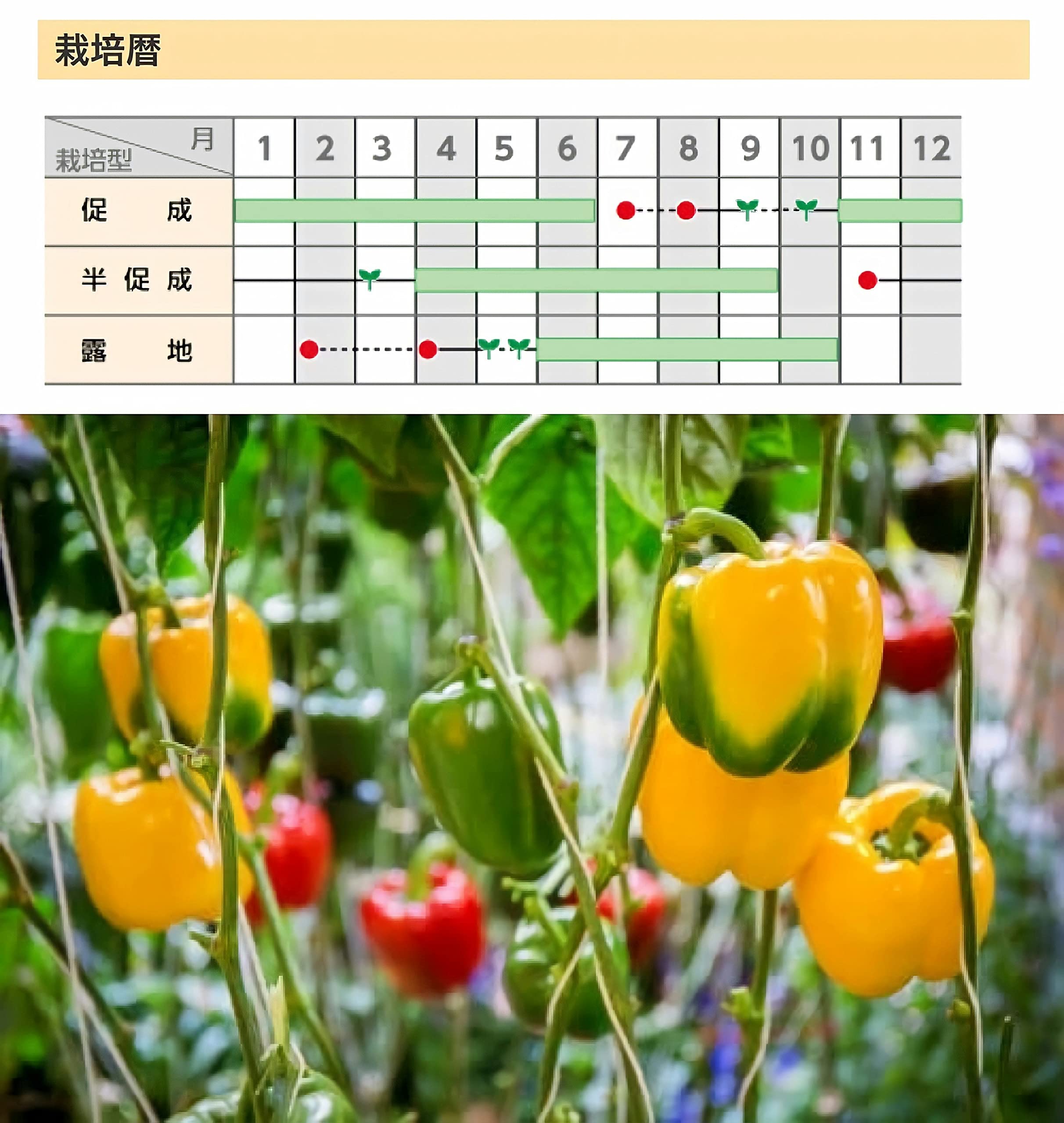 Amazon.co.jp: ウクレレ園芸SHOP ☆カラフルパプリカ☆ 種子0.5㎖(約25