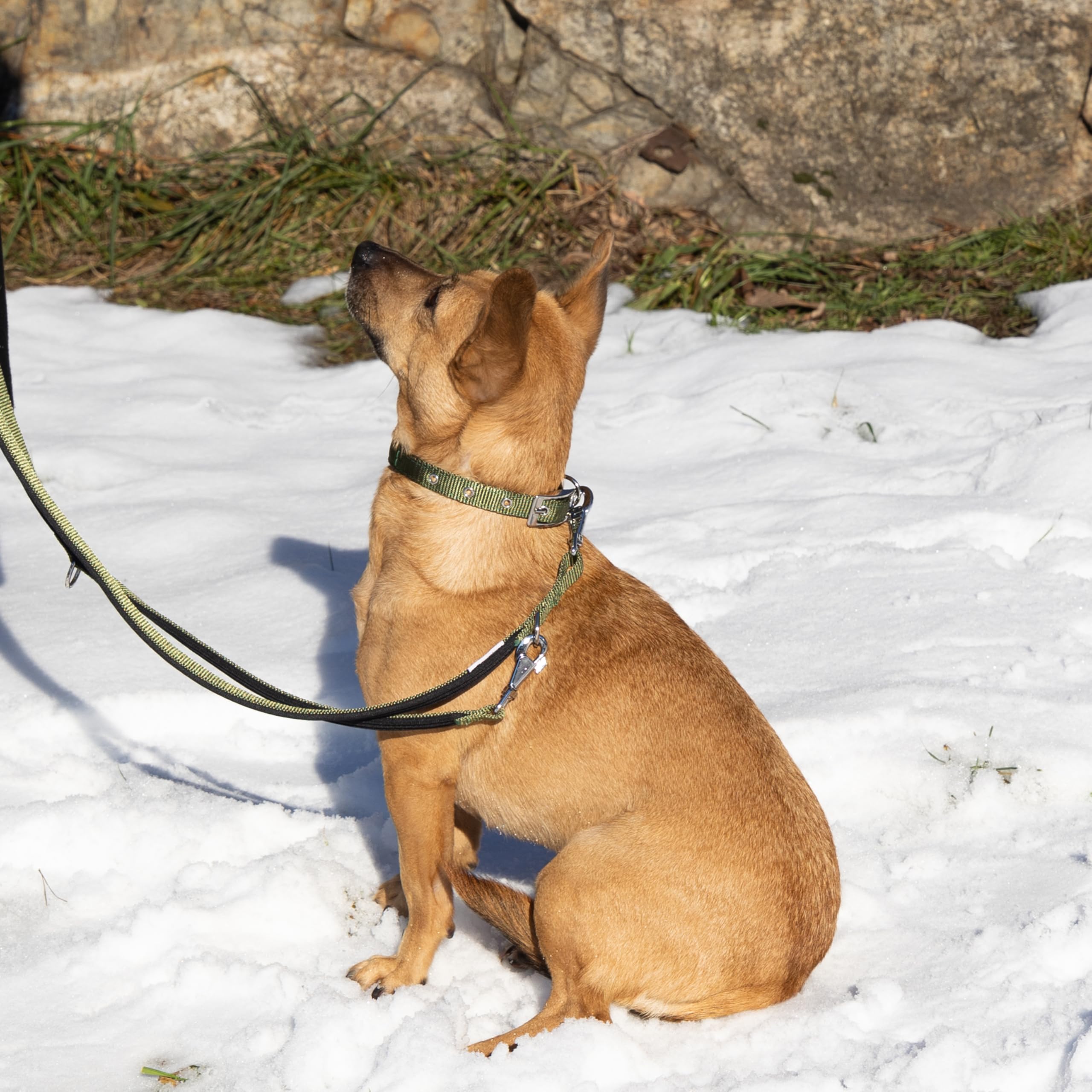 Ferplast Small Dog Collar Adjustable Padded Nylon Dog Collar Metal Buckle, Neck Size 23-31 cm, Dark Green - Image 2