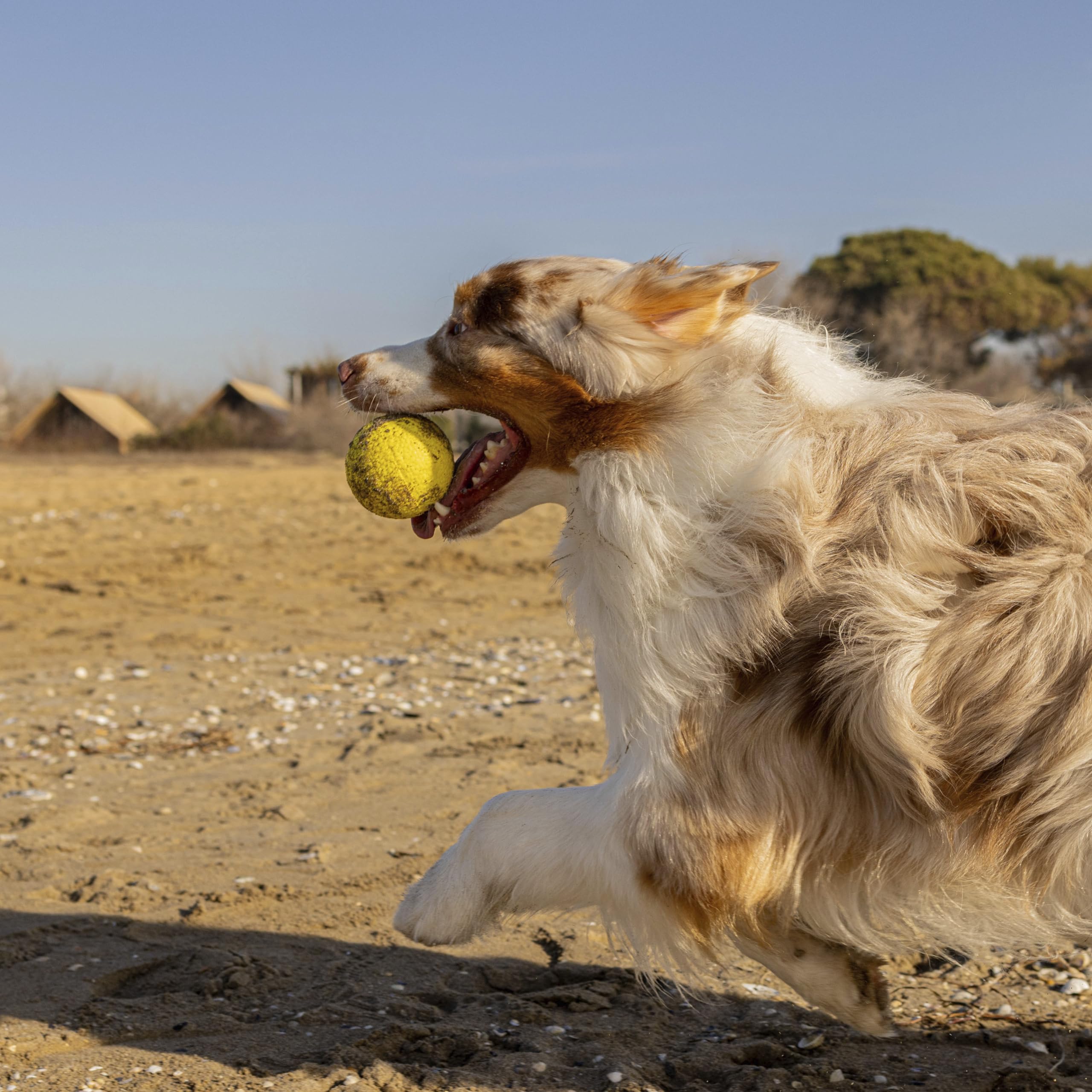 Leuk honden speelgoed! De ster is van TPR milieu vrij materiaal, zacht Leuk honden speelgoed! De ster is van TPR milieu vrij materiaal, zacht