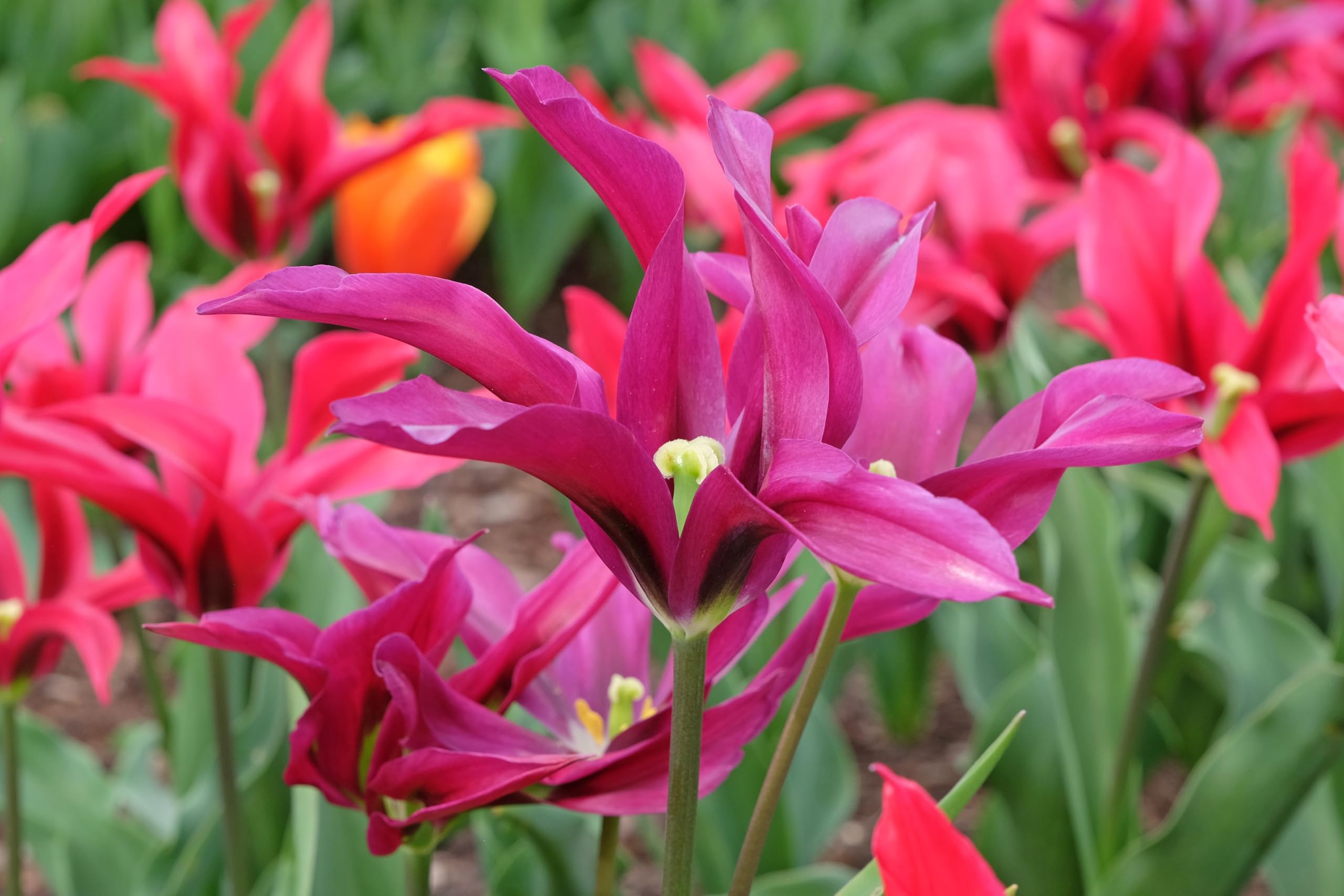 Lincolnshire Pond Plants Ltd - Allium Eros Plant Bulb x5 — view 14
