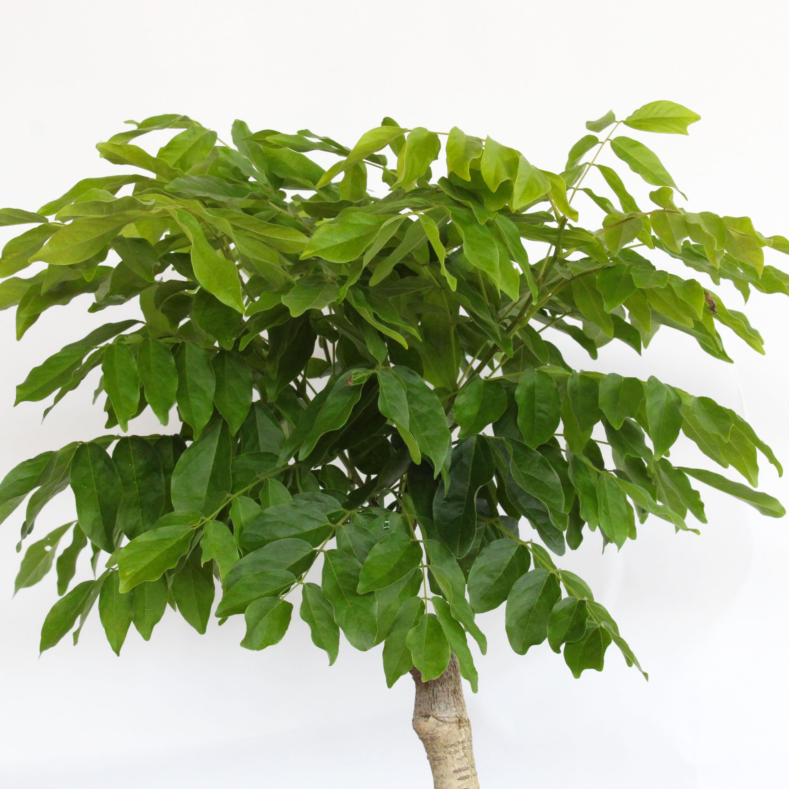 KENTIS - Bonsai di Wisteria Floribunda Alba - Glicine Bianco Giapponese - Piante Vere da Esterno Fiorite - H 45-50 cm Vaso in Ceramica 28 cm
