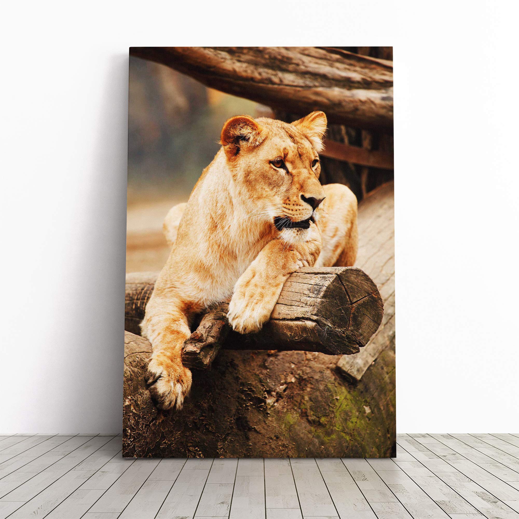 Lioness Lion Canvas Print | Gallery Wrapped 30mm Frame Wall Art | 30x20 inches | Ready to Hang | Modern Animals Picture | Living Room Bedroom Lounge Office