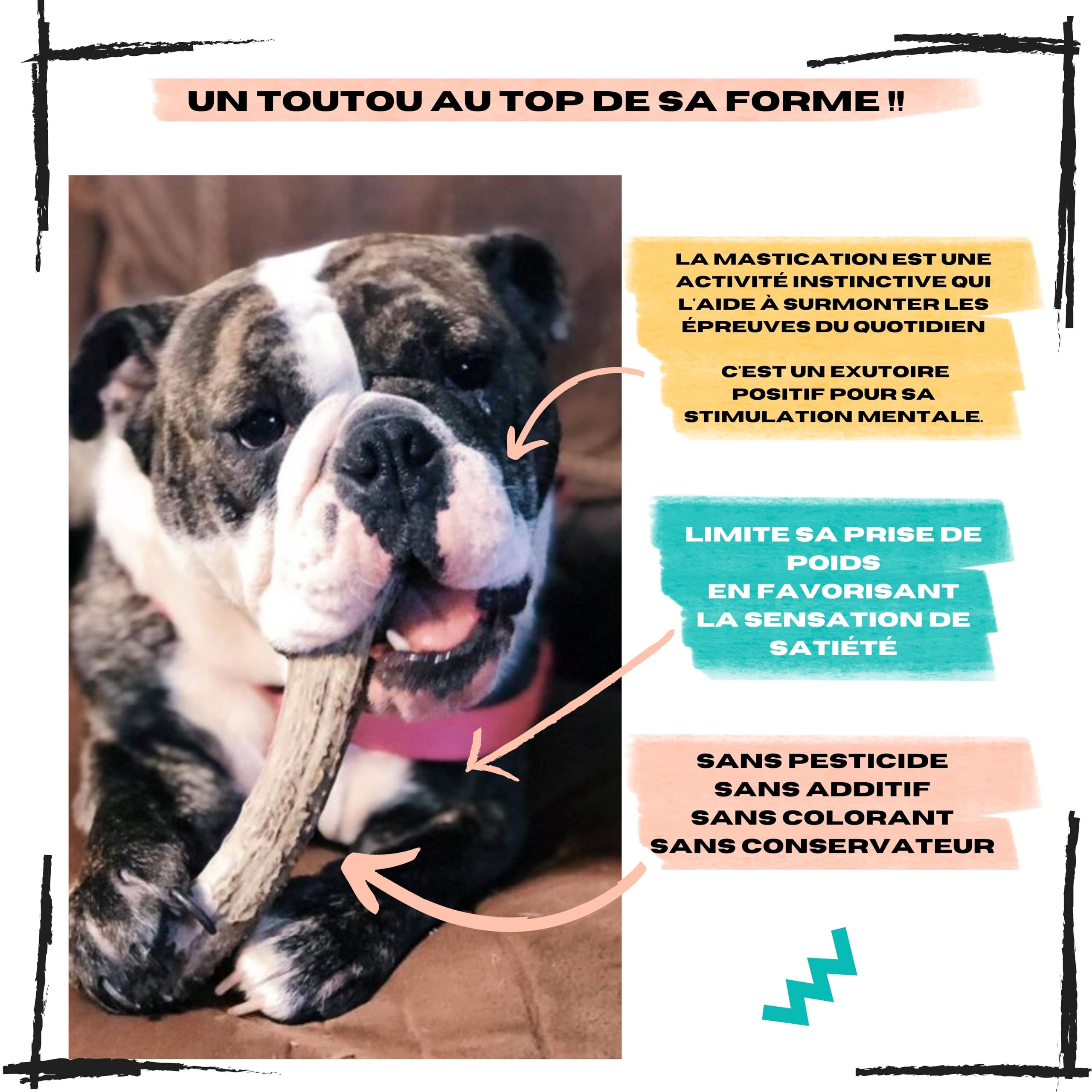 Bois de cerf pour Chien, Taille XL 30 à 45 Kg | Nettoie les dents, Longue durée de mastication, Apport en calcium naturel, Anti-stress pour chiens actifs