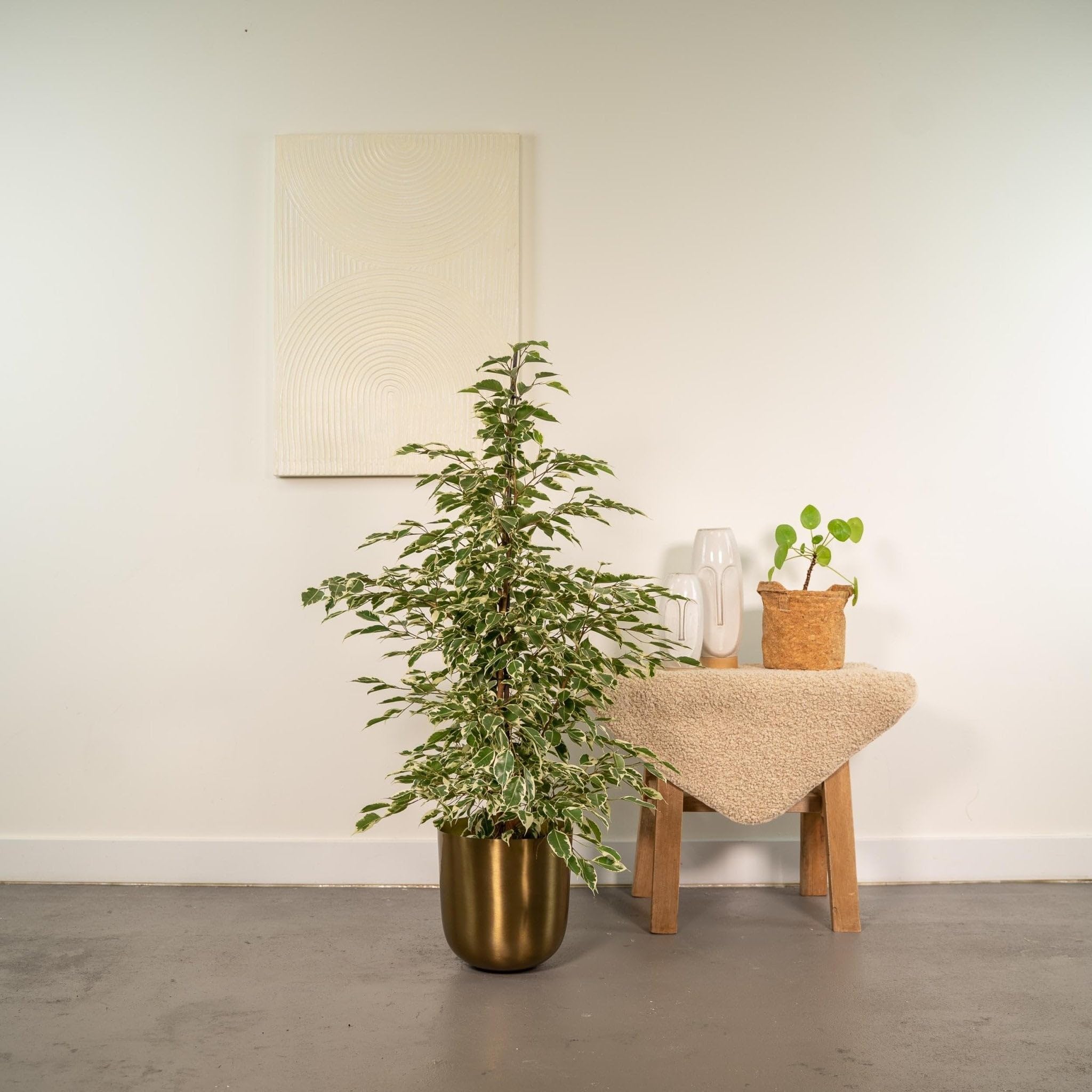 La Green Touch - Ficus benjamina Twilight h95cm - Plante d'intérieur - Pot 21cm, Hauteur 95 cm