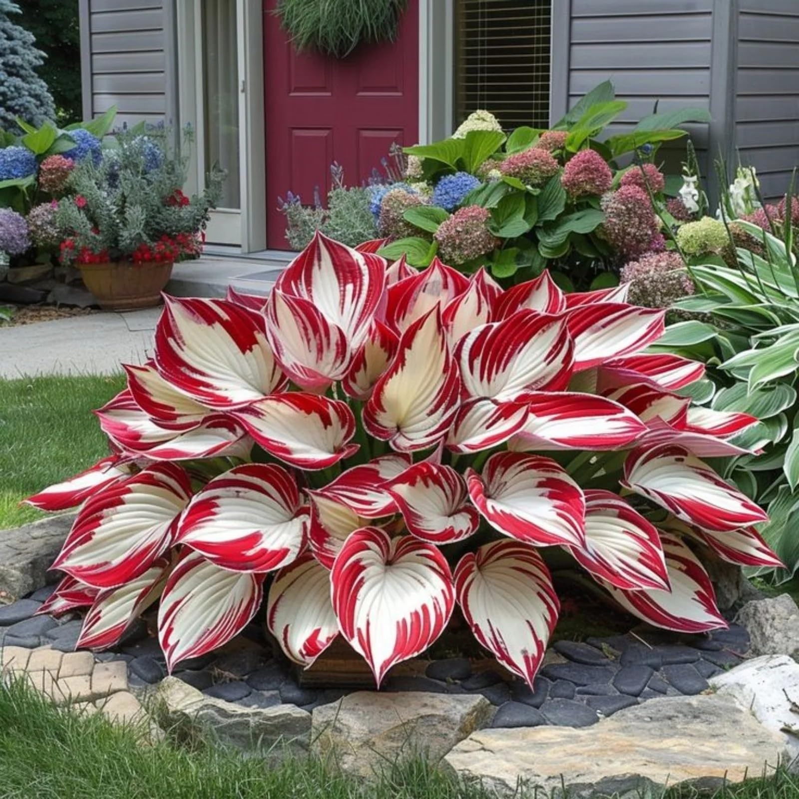 Perennial-Hosta Bulbs for Planting Now UK-LargeBrilliant Hosta Rhizome/Grow Well/Excellent Display/Potted/Rare-10bulbs-I