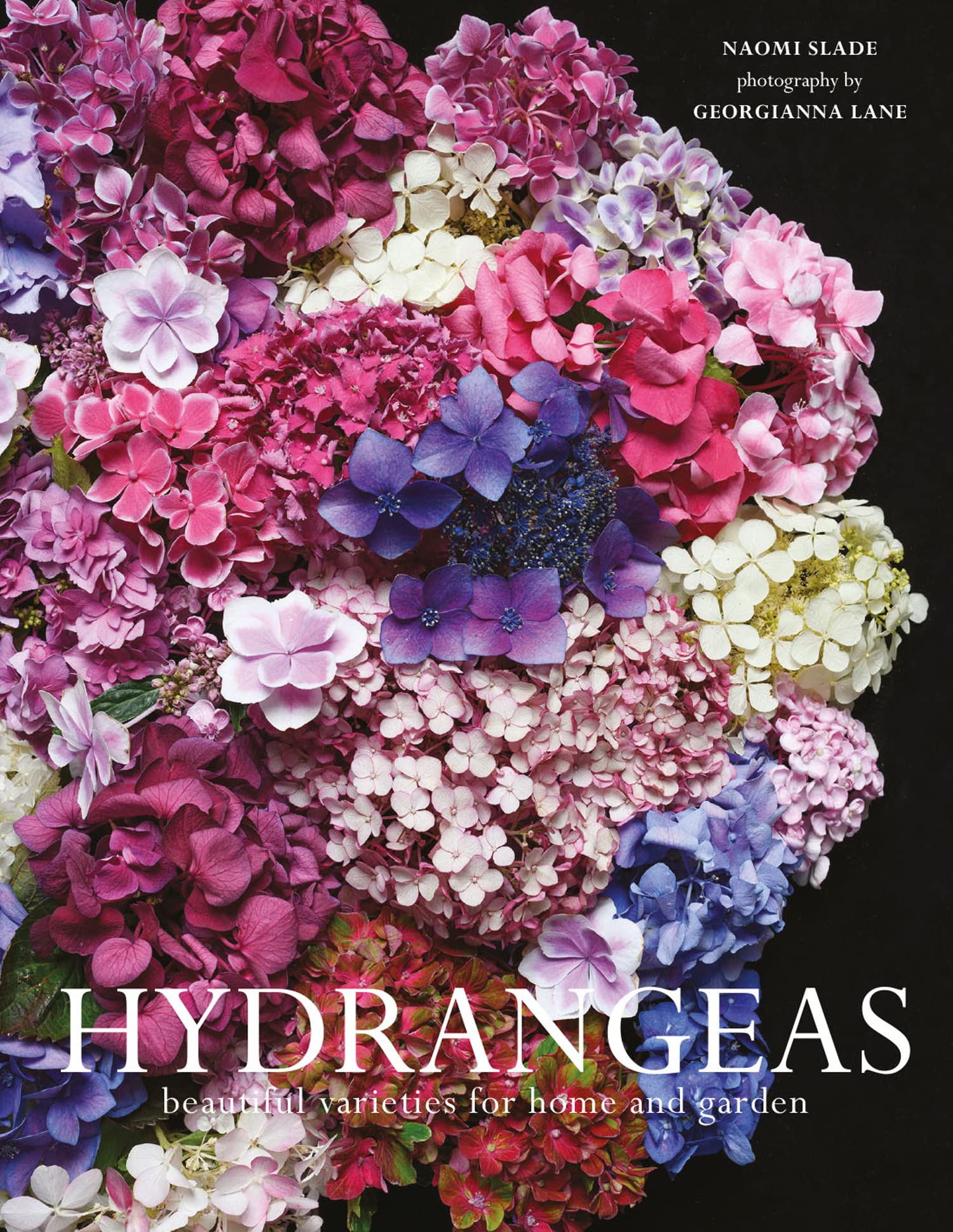 Hydrangeas: The ultimate flower guide for growing, flowering and cutting varieties for the home and gardening