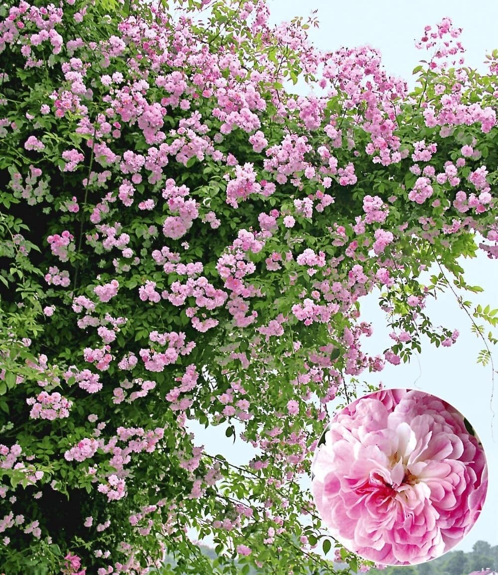 BALDUR Garten 1x Rambler-Rose 'Paul's Himalayan Musk Rambler', Pflanze wurzelballiert, Kletterrose, Schlingrose, winterhart, mehrjährige Kletterpflanze, blühend, Rosa Hybride