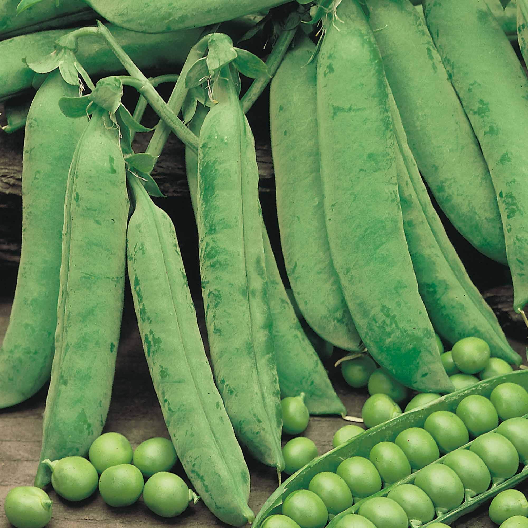 – Suttons Pea Seeds Douce Provence Vegetable Seeds, Approx. 270 Seeds per Pack, Grow Your own Garden Pea Plants from Seed, Ideal for Beds and Borders