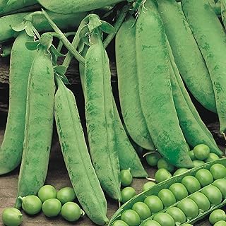 Suttons Pea Seeds Douce Provence Vegetable Seeds, Approx. 270 Seeds per Pack, Grow Your own Garden Pea Plants from Seed, Ideal for Beds and Borders
