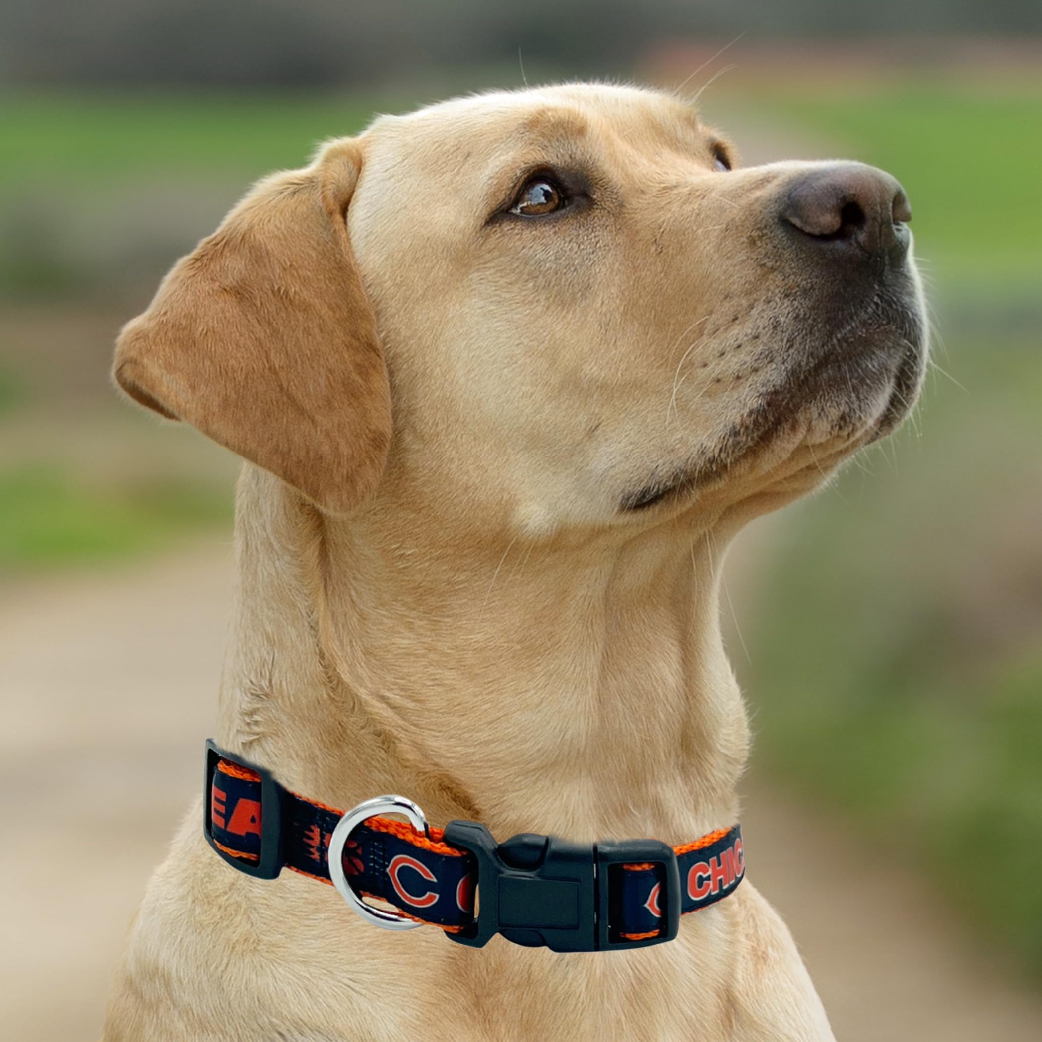 Pets First NFL Chicago Bears obroża dla zwierząt domowych, M