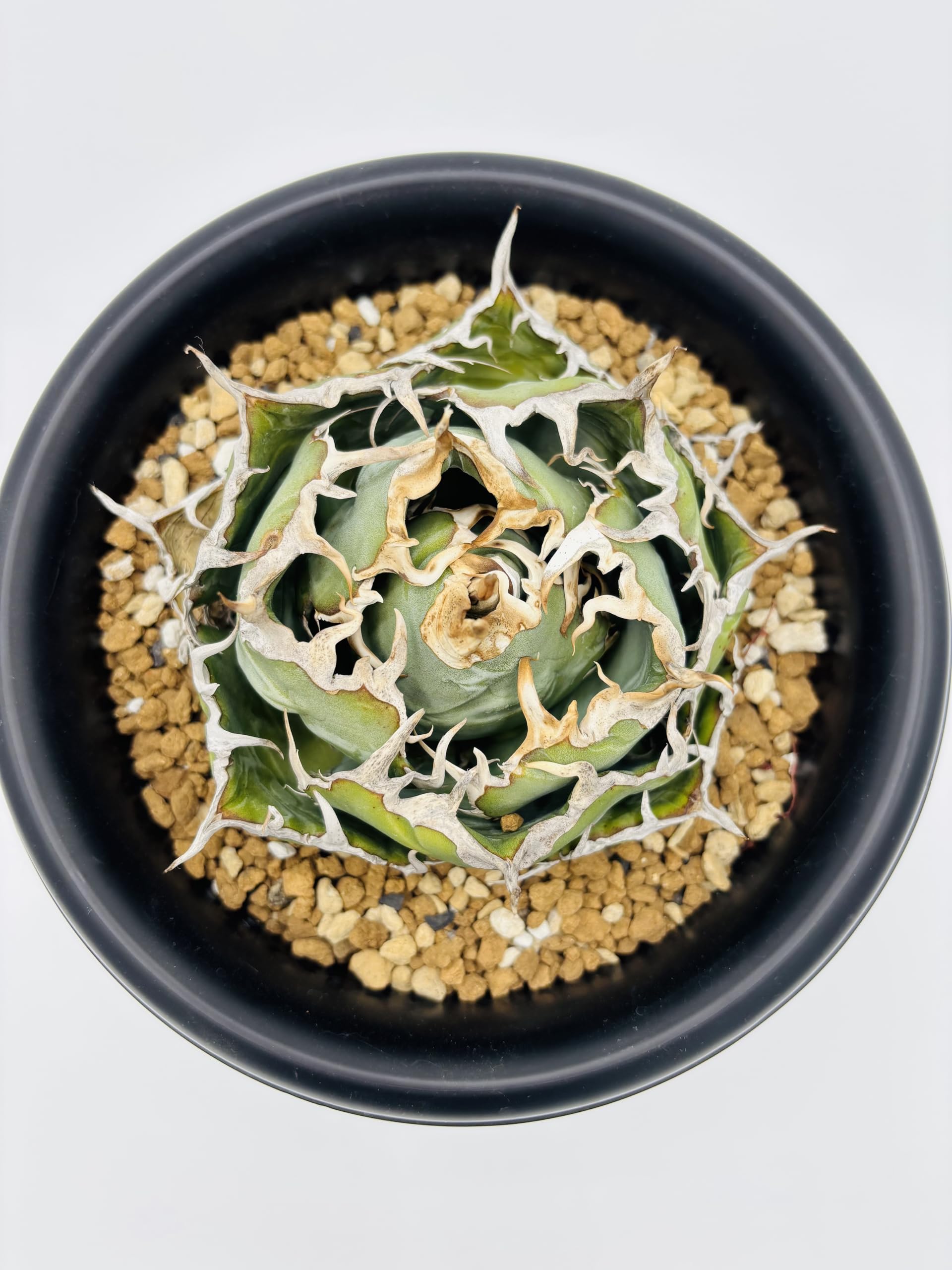 Amazon｜アガベ チタノタ 白鯨 (ハクゲイ)/ Agave titanota 'White