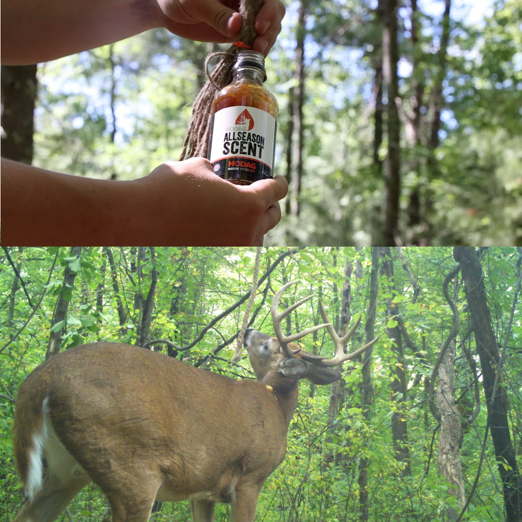 Scent Thief HODAG AllSeason Deer Communication Activation Scent - Low Pressure Licking Branch System