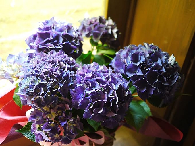 母の日 父の日 22 あじさい アジサイ カゴ付 プレゼント 白 紫陽花 結婚祝い 結婚記念日 花 誕生日 鉢植え 鉢植えの花 鉢植え父の日 Sale 94 Off 22 母の日 父の日 22 あじさい アジサイ カゴ付 プレゼント 白 紫陽花 結婚祝い 結婚記念日 花 誕生日 鉢植え 鉢植えの花 鉢植え父の日 Sale 94 Off 22