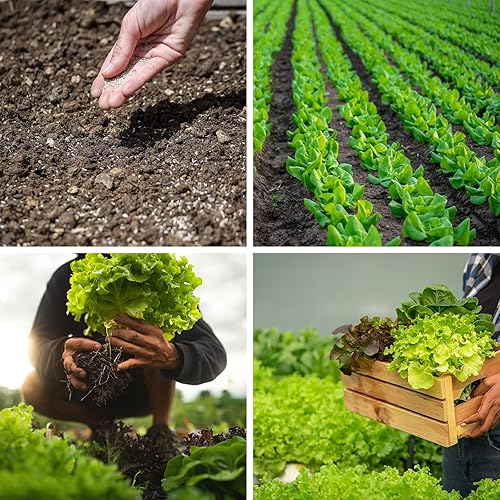 Miniatura 7 de Más de 20.000 semillas de lechuga, semillas de vegetales de invierno tradicionales para plantar en interiores y exteriores, 10 variedades de