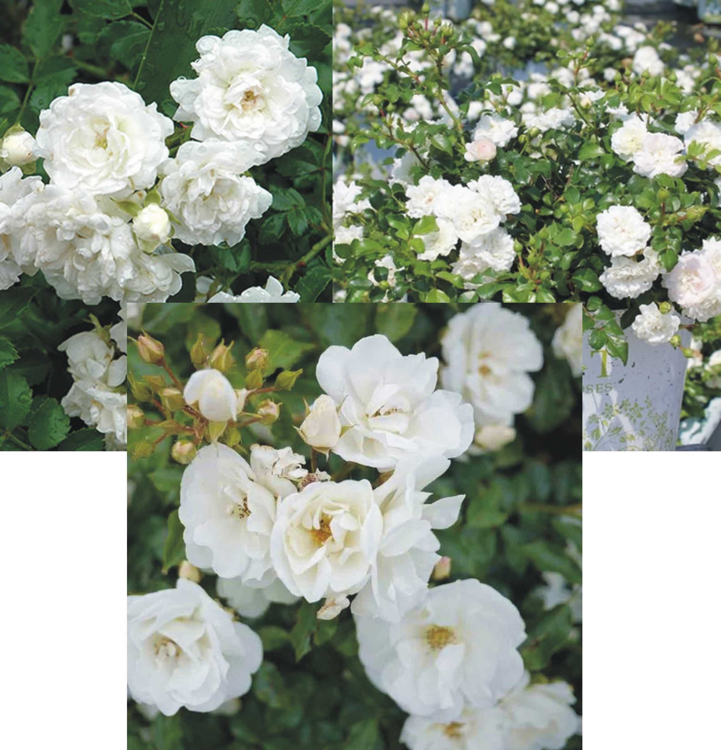 Green Paradise Rose plants white Summersnow Rose Bunch Roses Throneless Rose Live Plant (B09S7MCPVS) Amazon Price History, Amazon Price Tracker