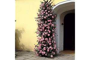 2-Gallon Zephirine Drouhin Climbing Rose: Prolific Pink Blooms