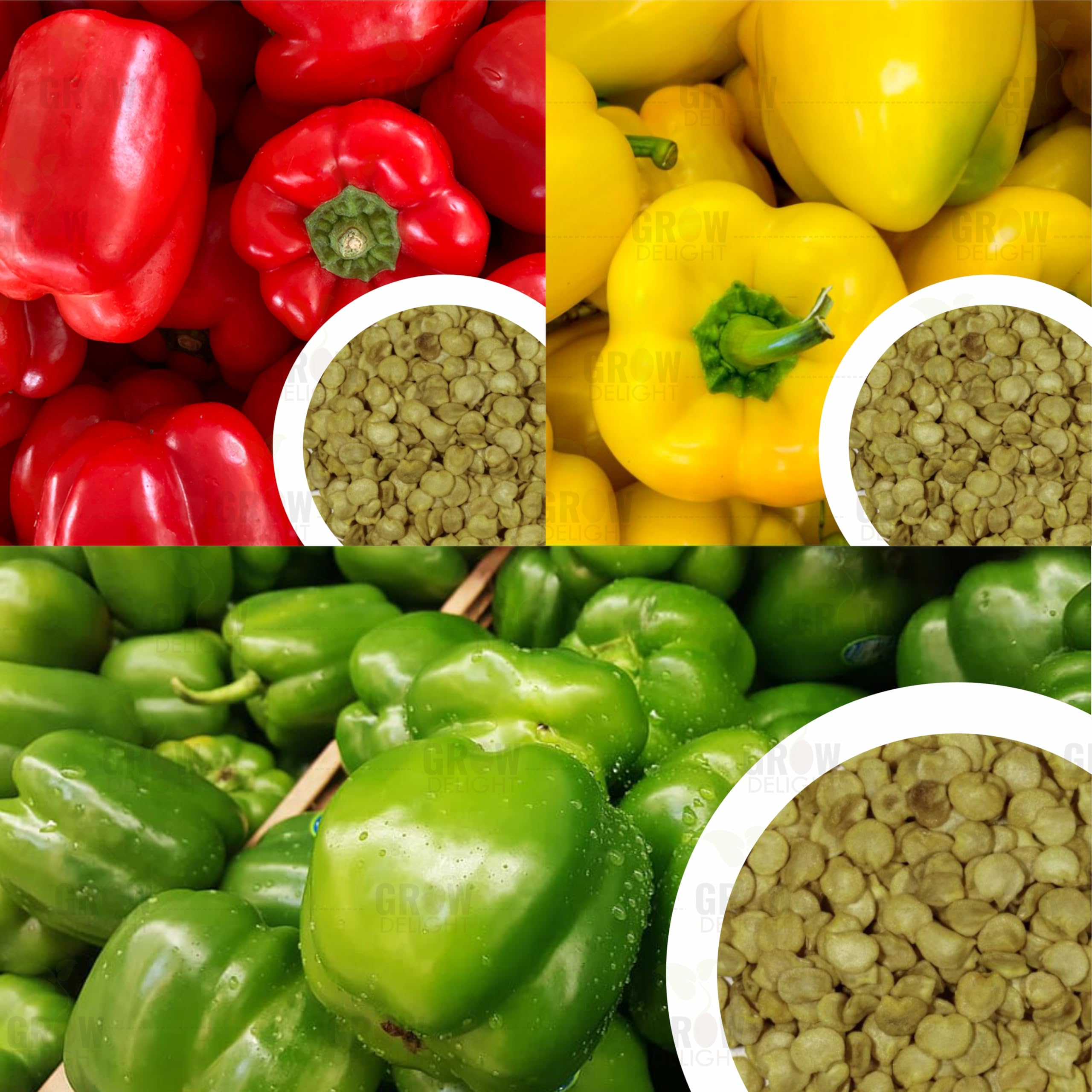 Capsicum Trio 60+ Vegetable Seeds for Home Garden-image-46