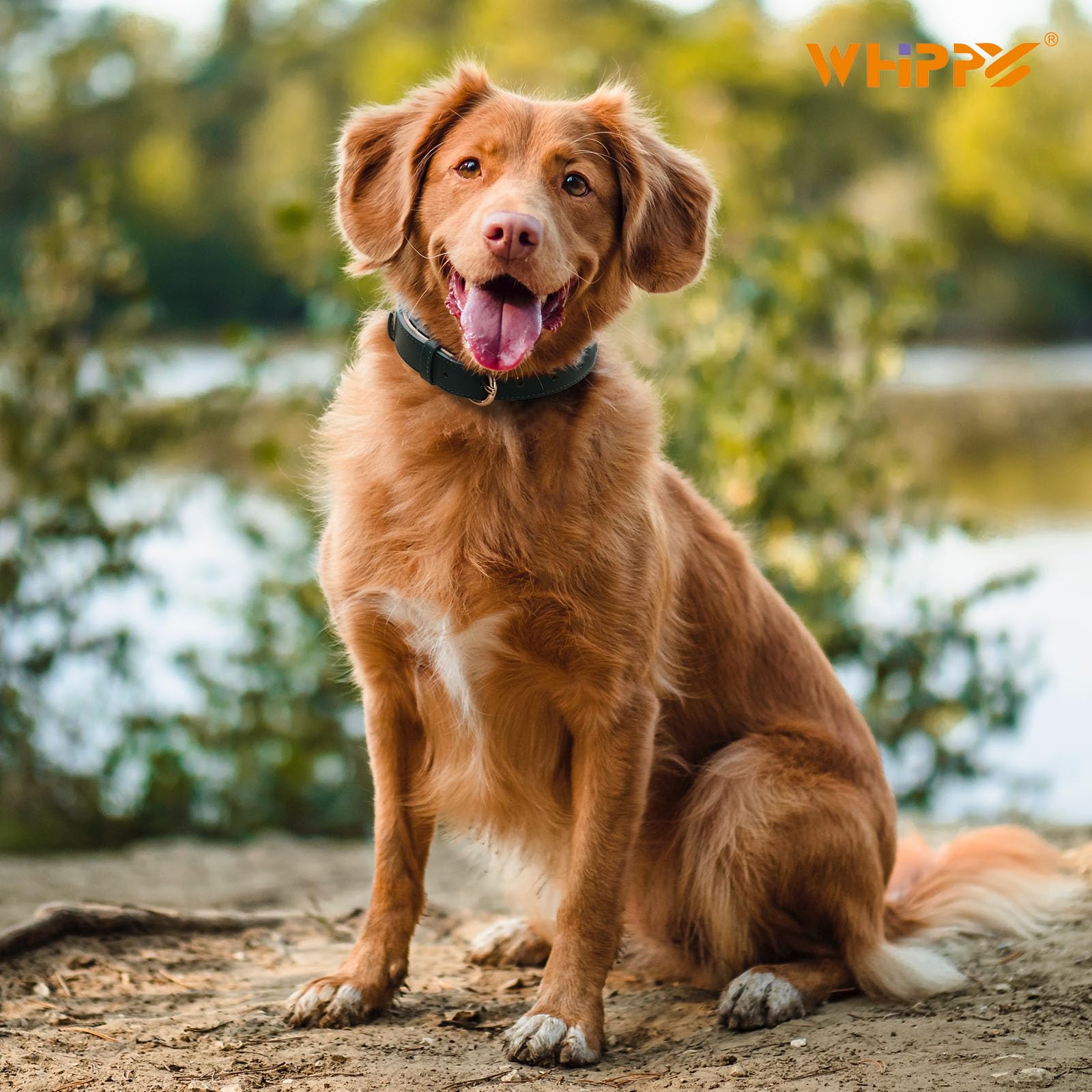 WHIPPY Leather Dog Collar for Small Medium Large Dog Soft Breathable Adjustable Leather Padded Puppy Collar Heavy Duty Waterproof Dog Pet Collar Metal Buckle - Image 2