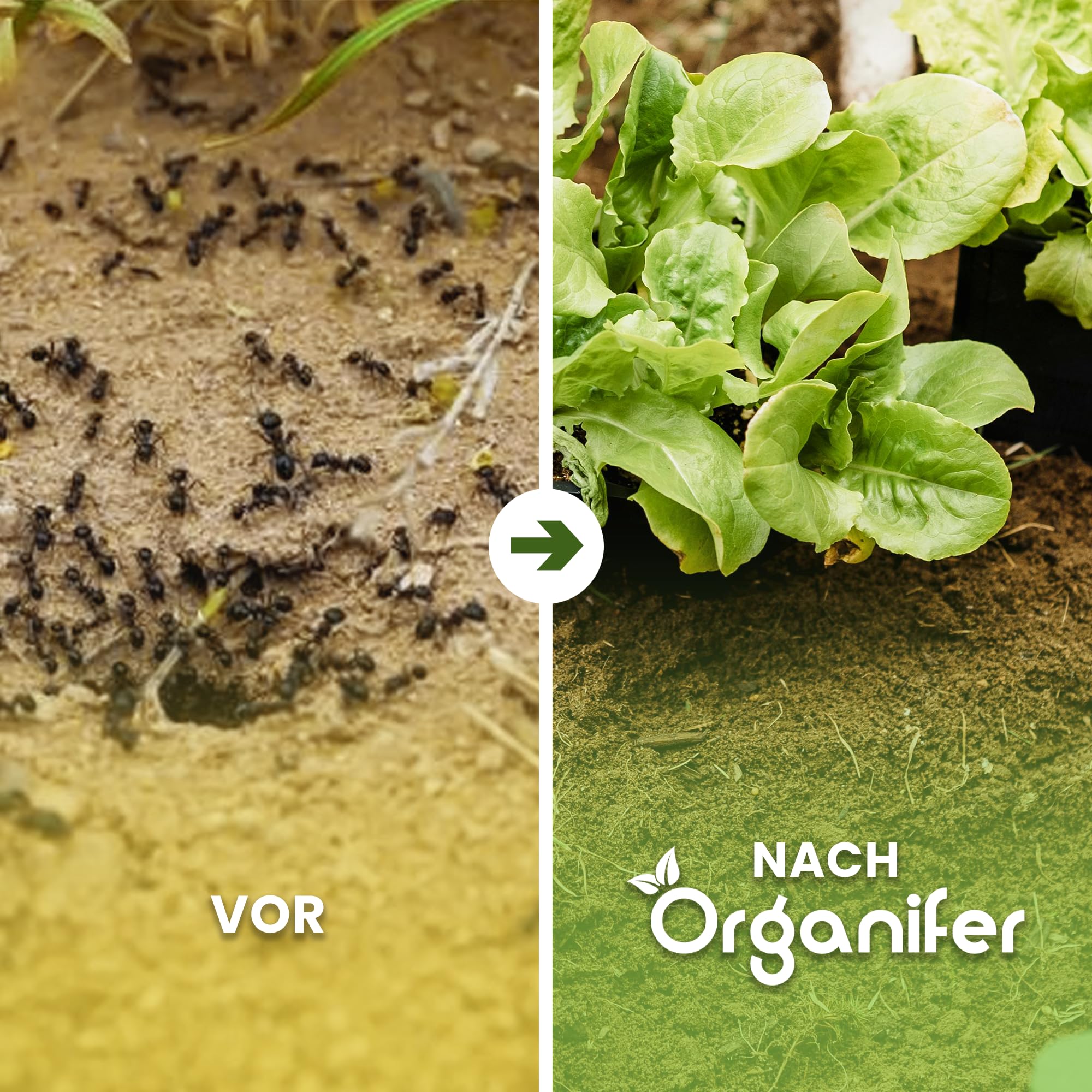 Kieselgur - 100% Rein - Bodenpulver - Ultrafeines Pulver - Ungiftiges Gartenpulver - Bodenverbesserung - Gartendünger - Kieselgur für Hühner - Gegen Ameisen - Organifer (10 KG)