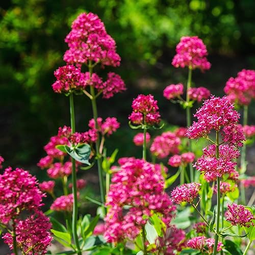 Outsidepride Red Jupiter's Beard - Semillas de valeriana para plantar, 1000 piezas de semillas de flores perennes autosembradas y tolerantes a la