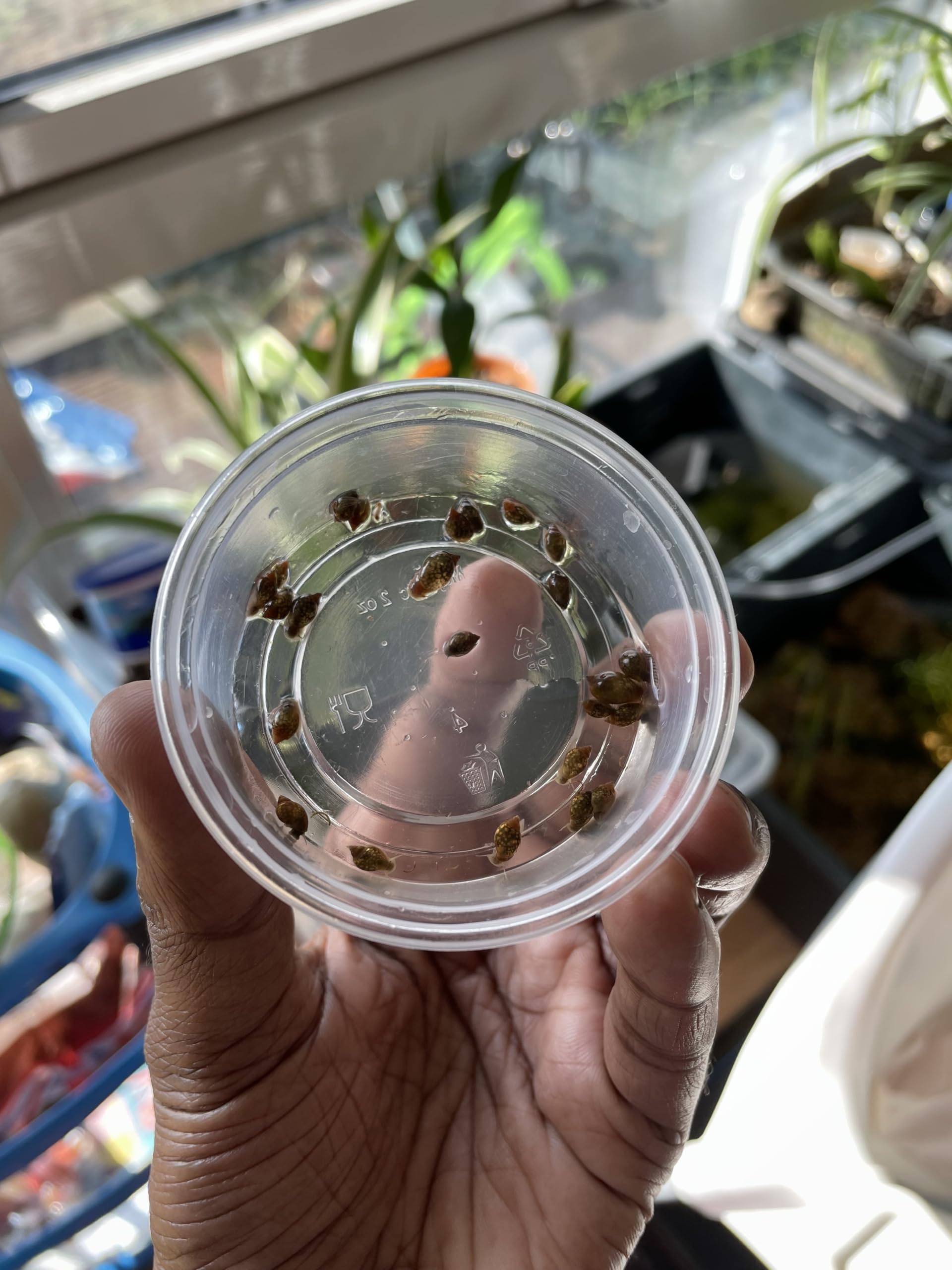 Live bladder Snails for Aquarium, Freshwater Tank Algae Control, Pack of 20