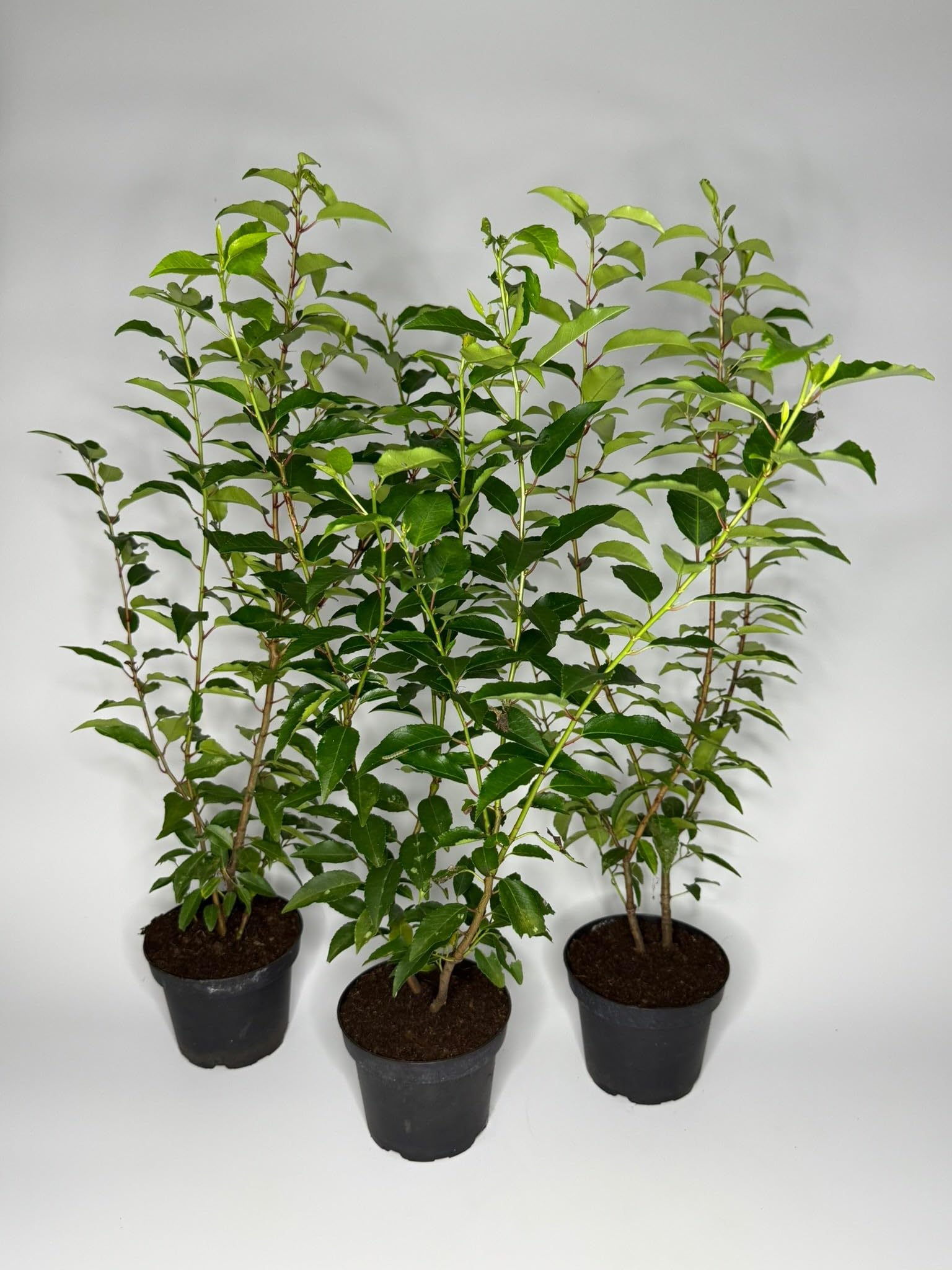 20 Stück, 50-60cm, Topf 2L, Portugiesischer Kirschlorbeer Prunus lusitanica Angustifolia