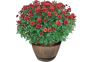 Large Red Hardy Chrysanthemum in Whiskey Barrel for Autumn