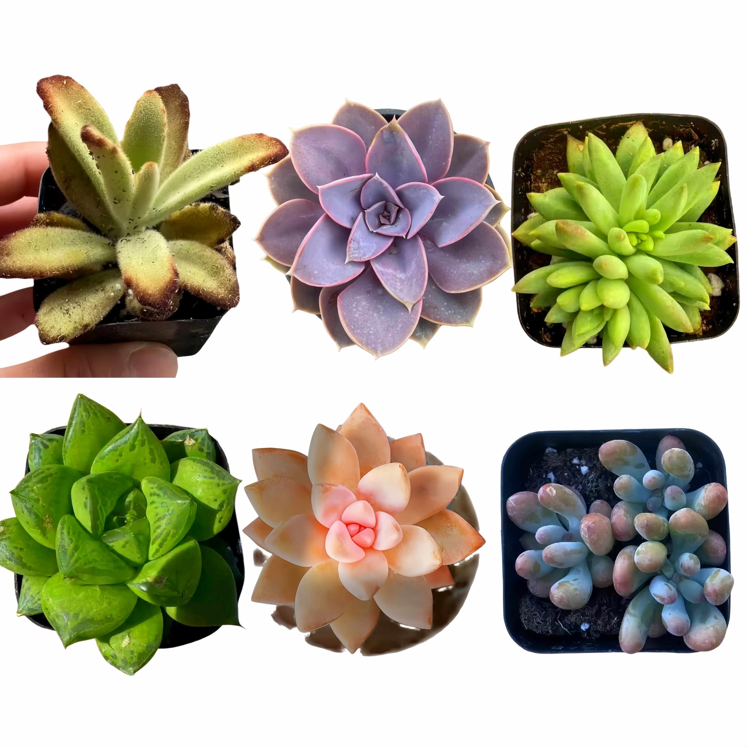 - 6-Pack Assorted Live Succulent Plants, Random Variety Fully Rooted in 2" Pots, Easy Care Indoor Plants for Home Office Decoration & Gift
